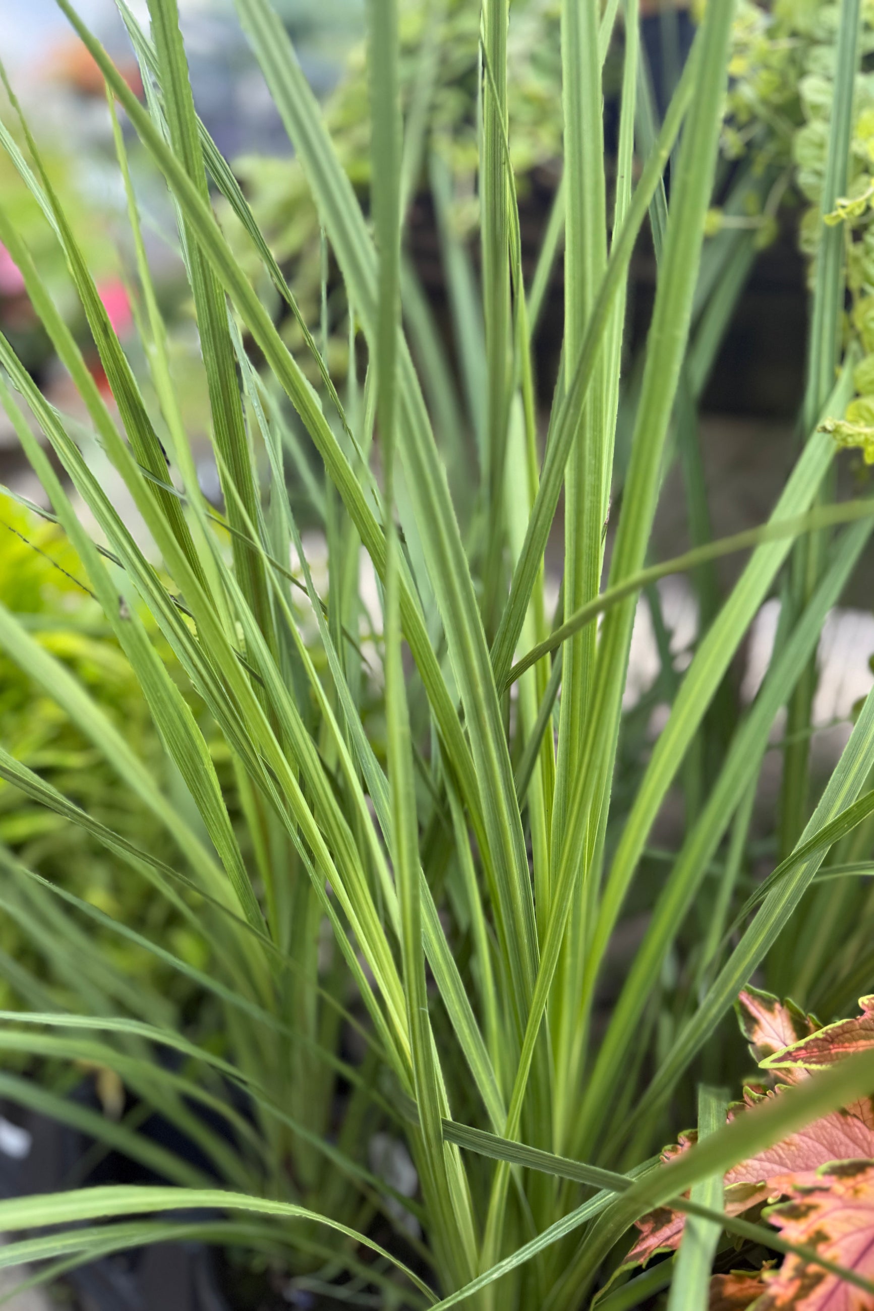 grass dracaena spike Dracaena "Spike" 4.5"