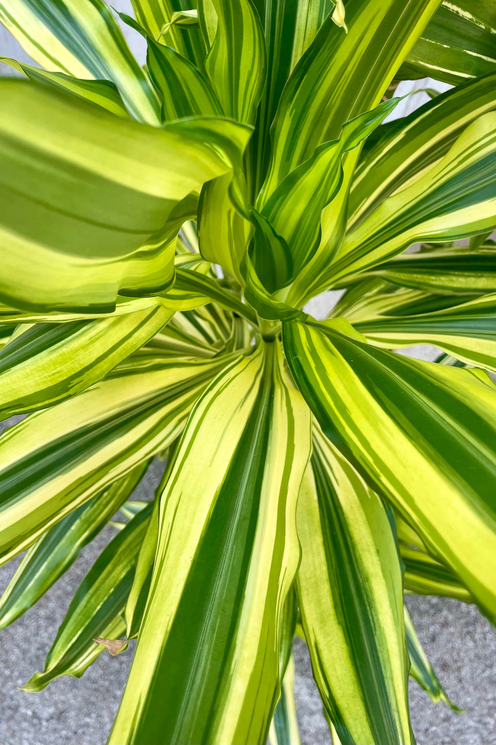 Close photo of the vibrantly striped yellow and green leaves of Dracaena 'Sol' plant. The plant is shown against a gray wall. ©Sprout Home