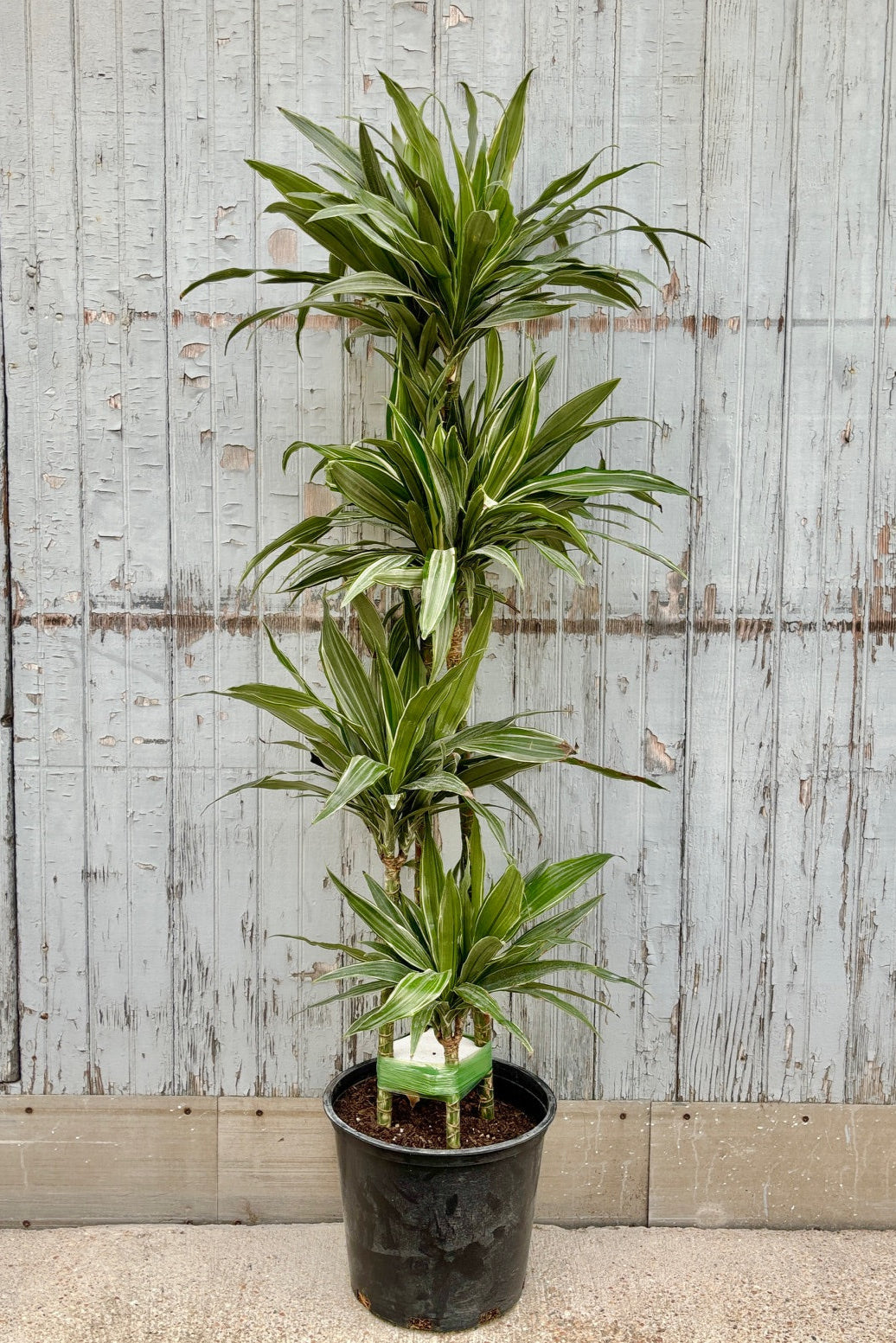Dracaena deremensis 'Warneckii' staggered cane 12