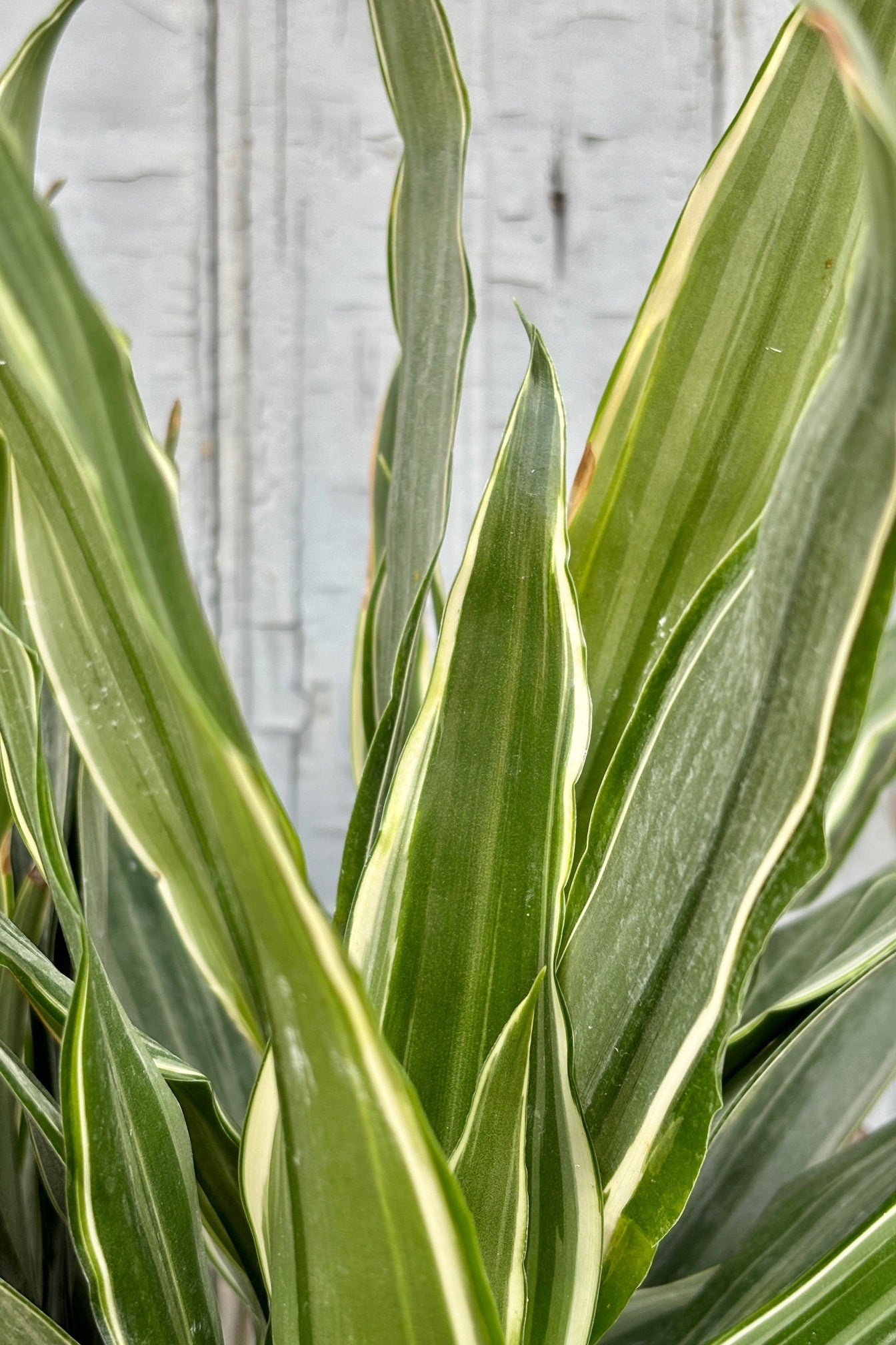 Close up of Dracaena deremensis 'Warnecki' staggered cane in a black plastic growers pot with bluish-green and white variegated leaves against a grey wall. ©Sprout Home