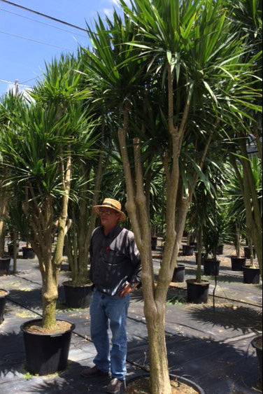A photo from Morning Dew Tropicals of a large Dracaena tree 'Tarzan' variety with a thick caliper trunk and branches with an arbor above. A man stands beside the tree for scale.
