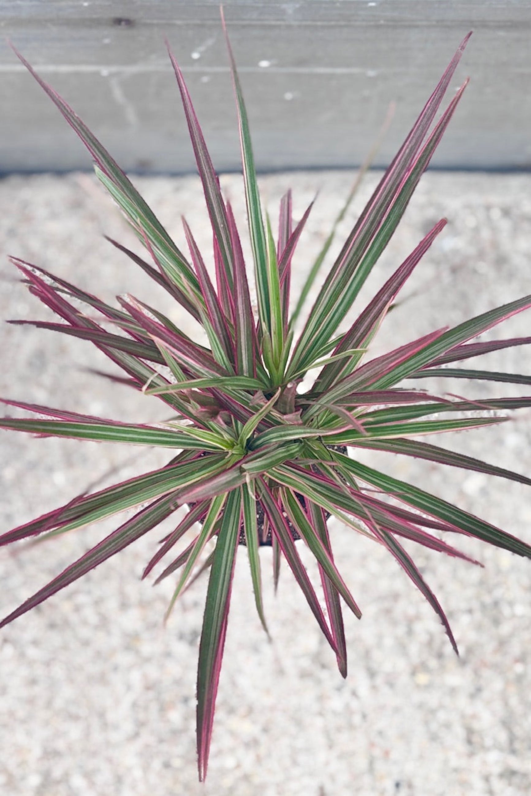 Overhead view of Dracaena Marginata 'Colorama' against a cement background ©Sprout Home