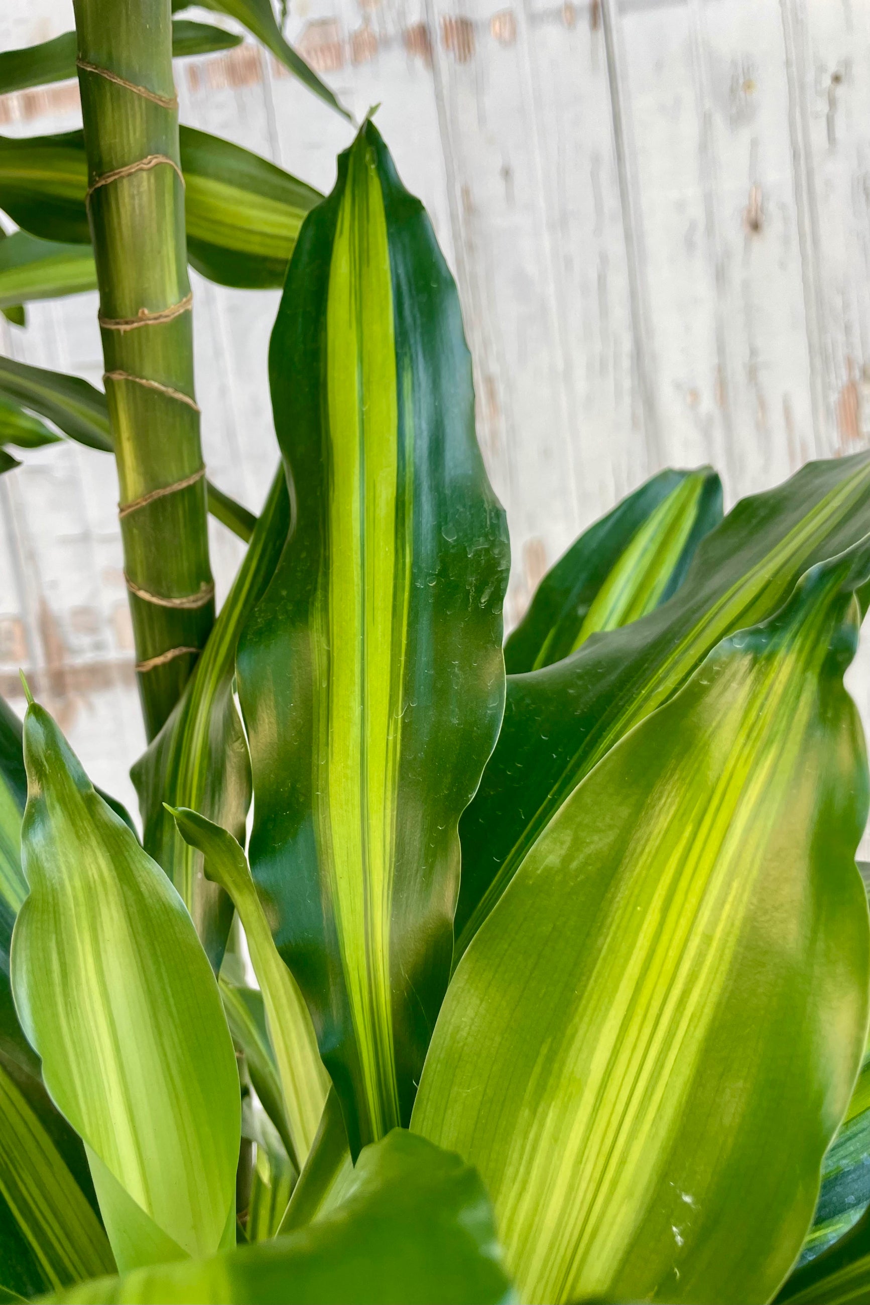 A close photo of narrow green leaves with a yellow central stripe. ©Sprout Home