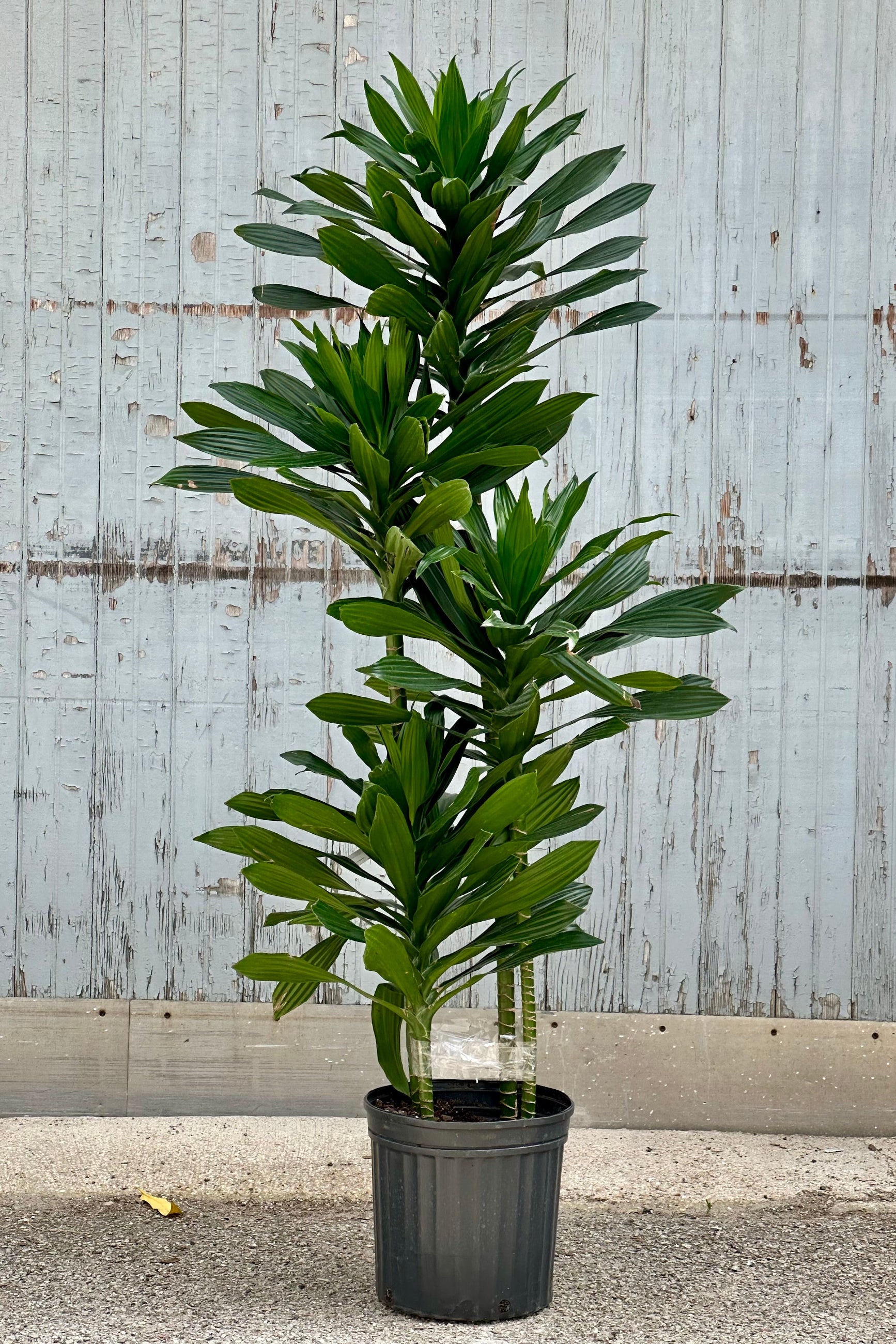 plant dracaena Dracaena 'Green Jewel' 10" Staggered