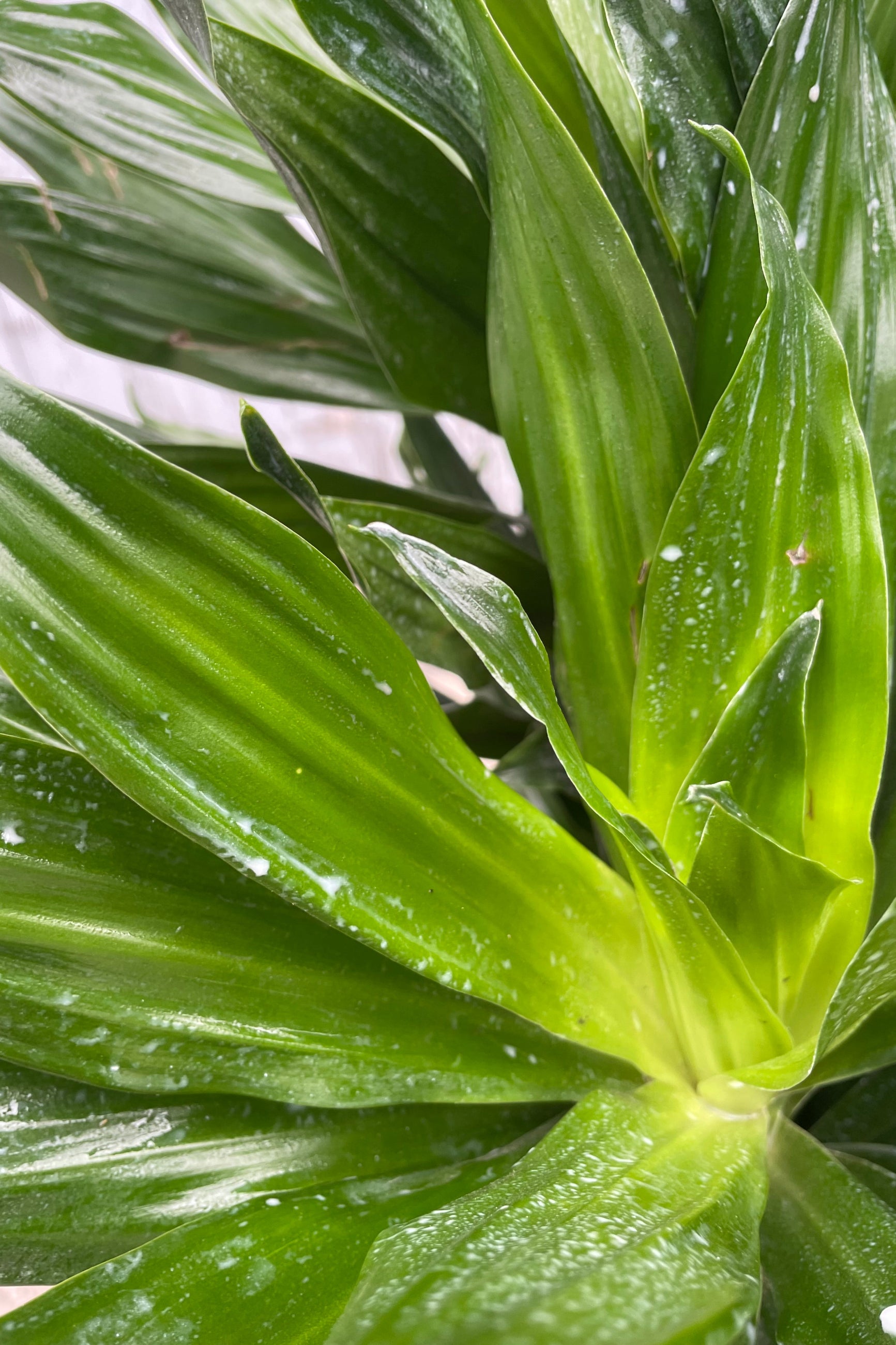 Photo of a plant with a mass of dark green leavesl. The plant is Dracaena 'Green Jewel' ©Sprout Home