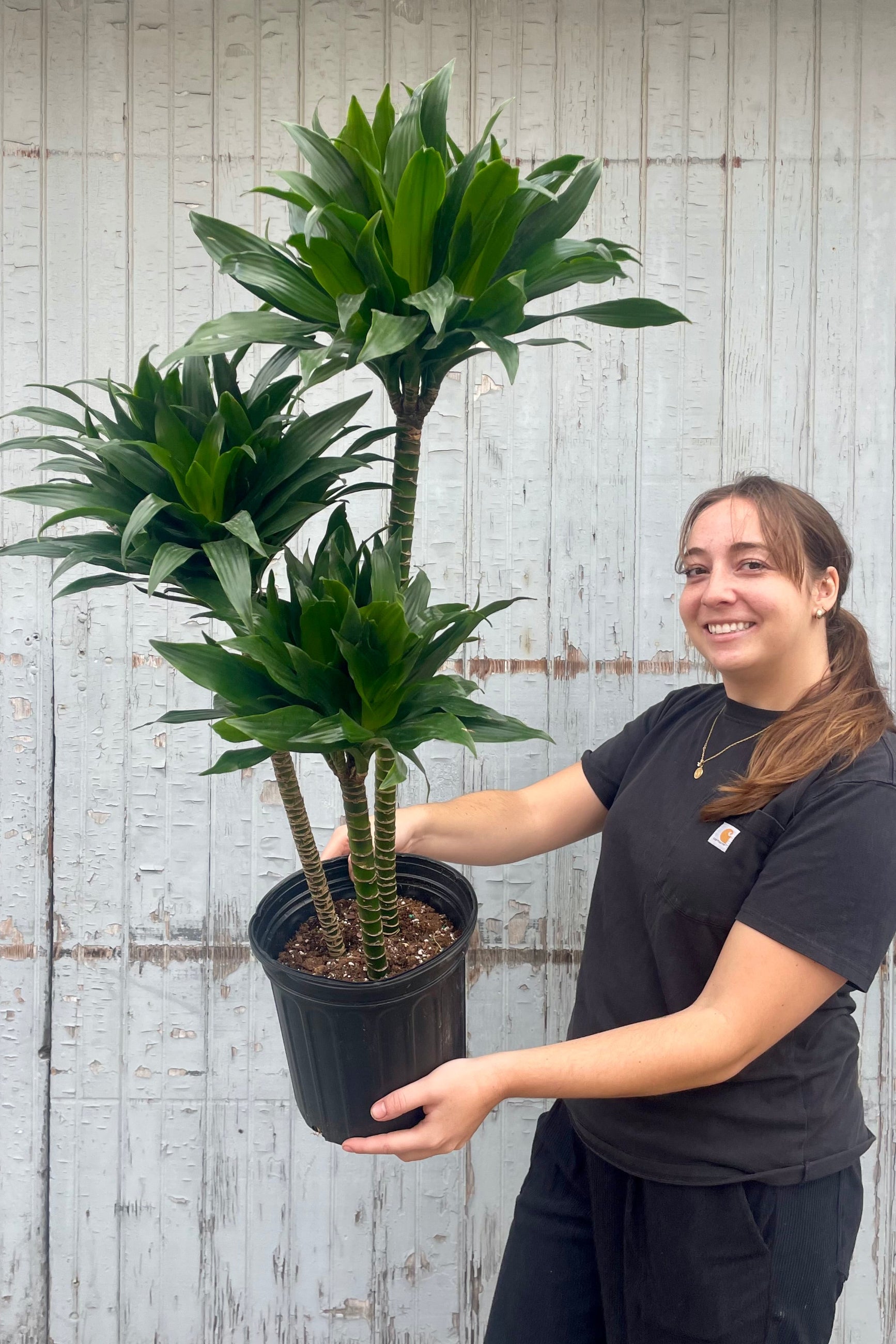 A person with long hair holding a Dracaena plant in front of a wooden wall ©Sprout Home
