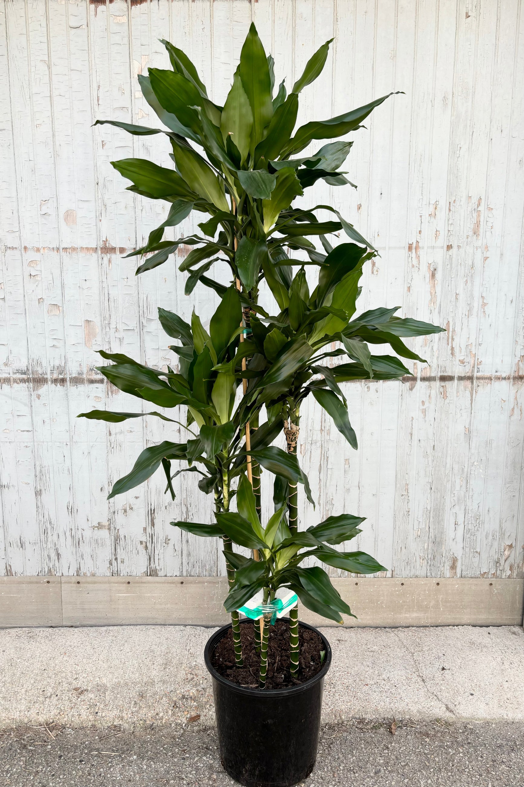 Dracaena fragrans 'Lindenii" multi stalk tall plant with clusters of dark green, strappy leaves at the top of each stalk against grey background at Sprout Home ©Sprout Home