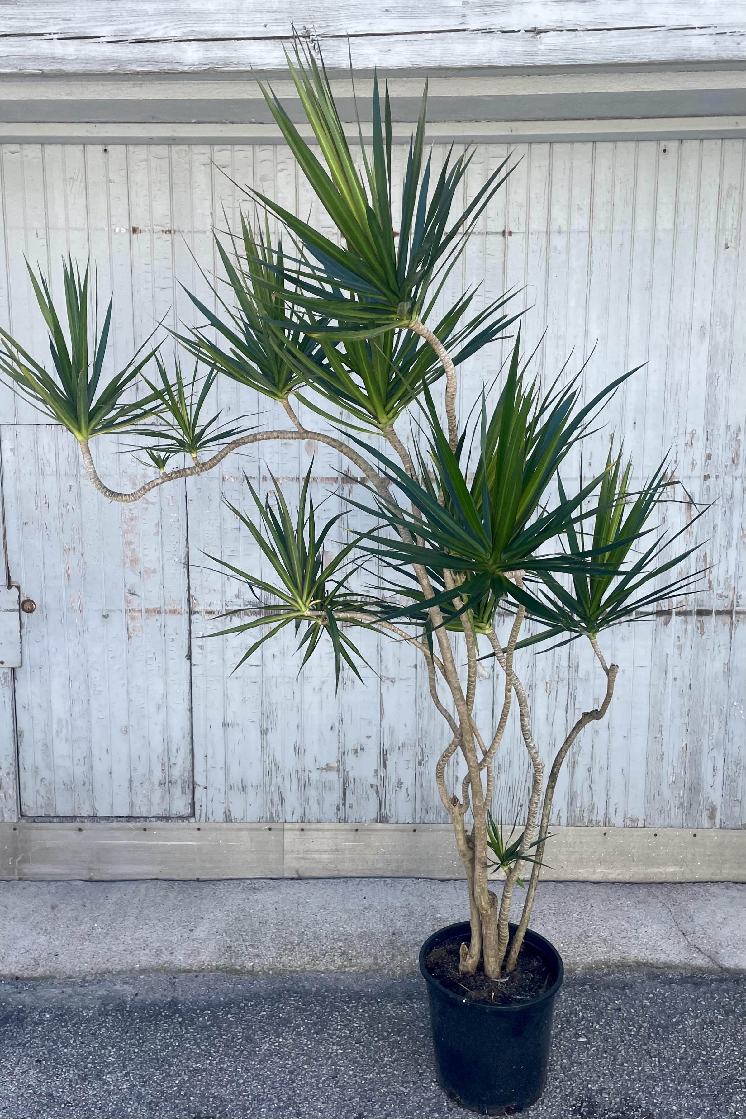 Photo of a Dracaena marginata in a black pot against a gray wall. The plant has sprawling, long stems growing in twists and turns topped with foliage which is long an narrow of many dark green leaves.