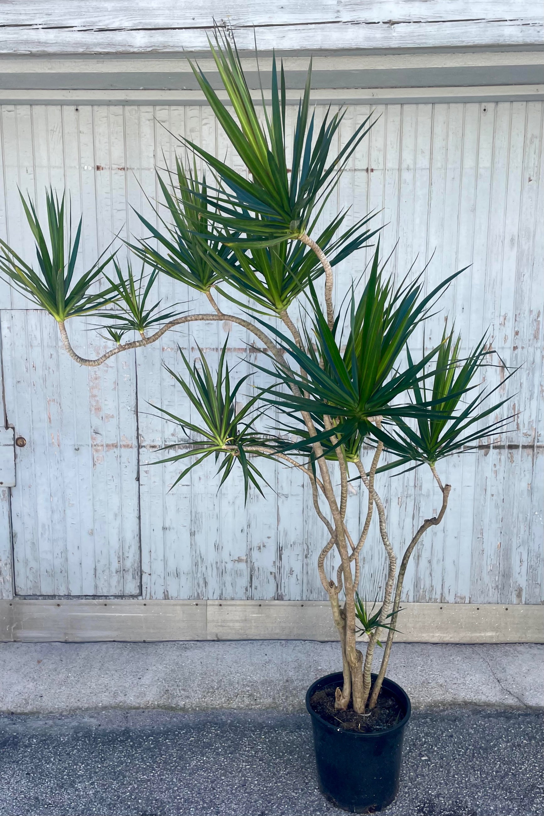 Photo of a Dracaena marginata in a black pot against a gray wall. The plant has sprawling, long stems growing in twists and turns topped with foliage which is long an narrow of many dark green leaves. ©Sprout Home