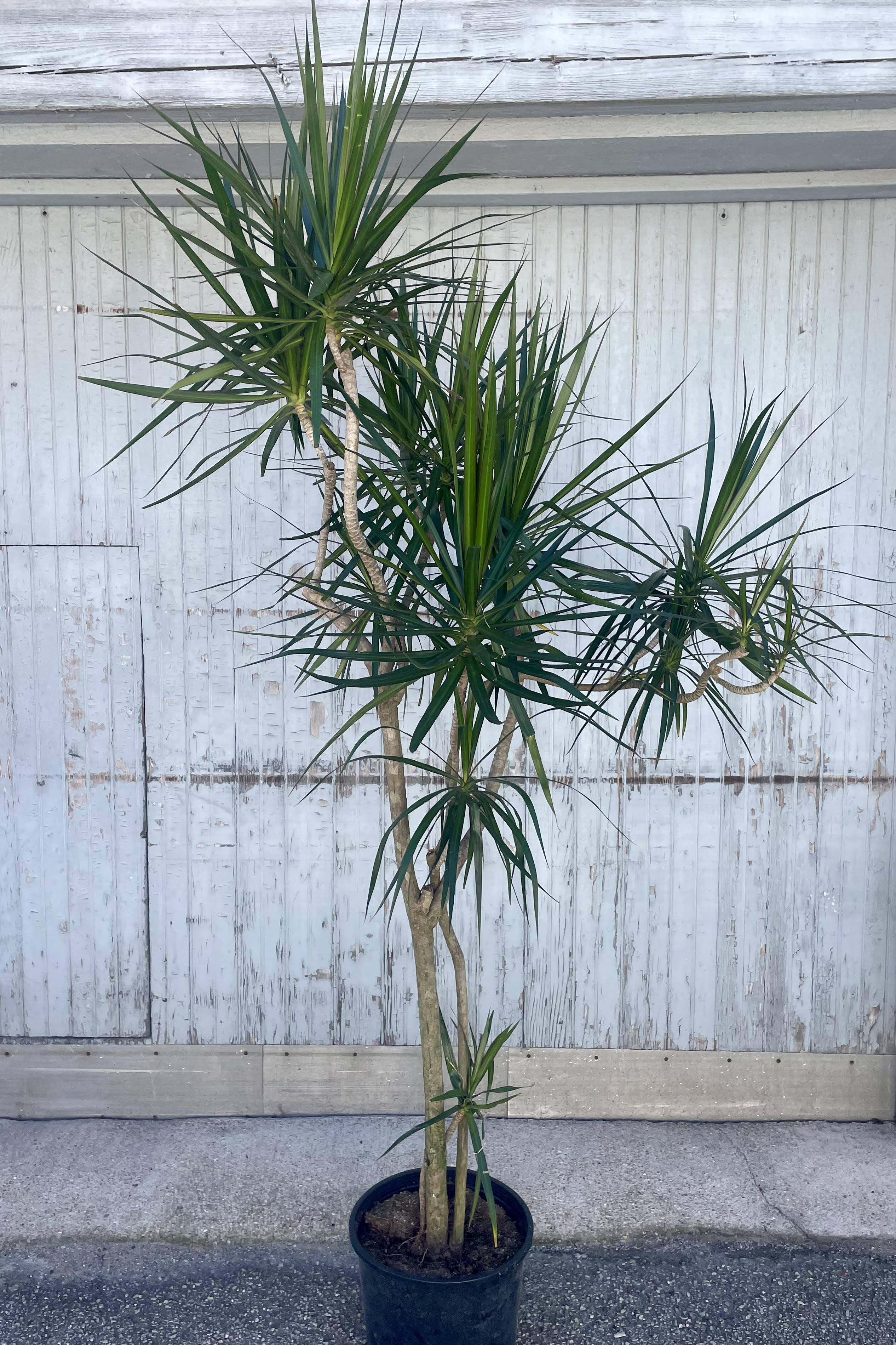 Photo of a Dracaena marginata in a black pot against a gray wall. The plant has sprawling, long stems growing in twists and turns topped with foliage which is long an narrow of many dark green leaves.