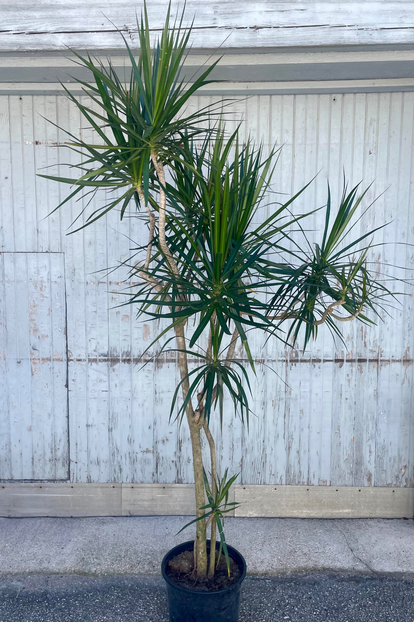 Photo of a Dracaena marginata in a black pot against a gray wall. The plant has sprawling, long stems growing in twists and turns topped with foliage which is long an narrow of many dark green leaves. ©Sprout Home