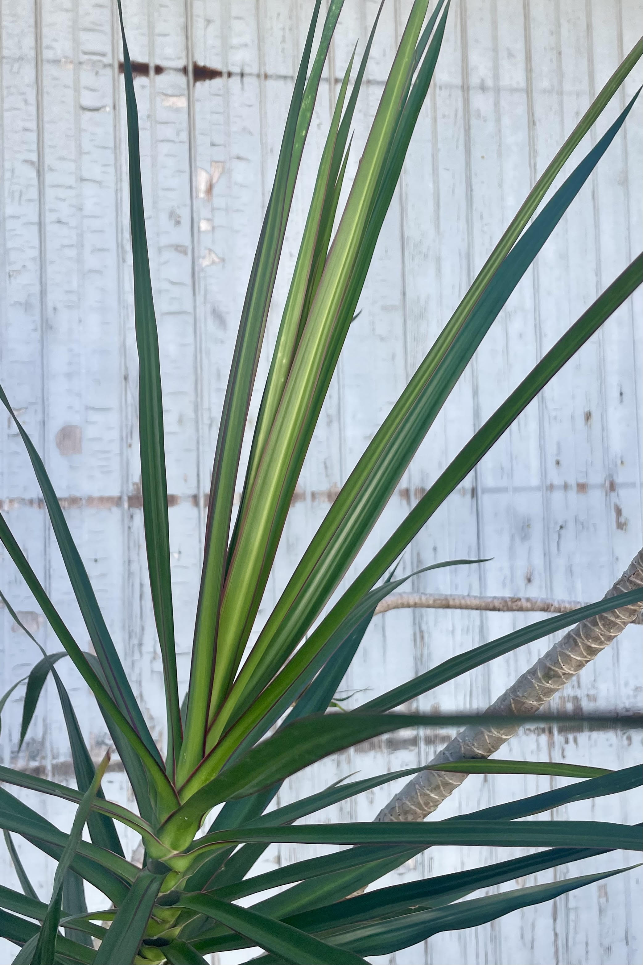 Close photo of long narrow green leaves with a red margin against a gray wall. The leaves belong to Dracaena marginata.