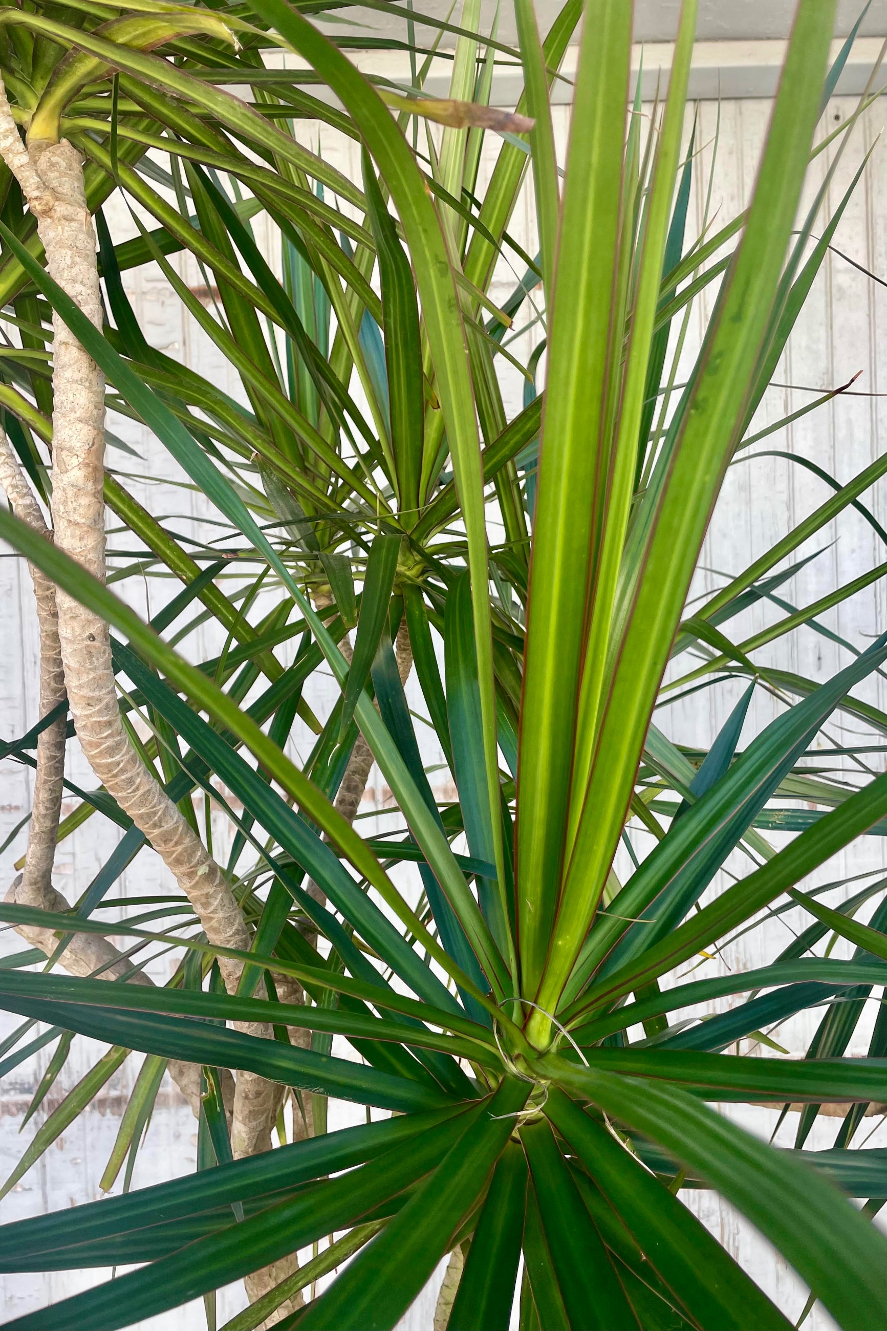 Close photo of long narrow green leaves with a red margin against a gray wall. The leaves belong to Dracaena marginata. ©Sprout Home