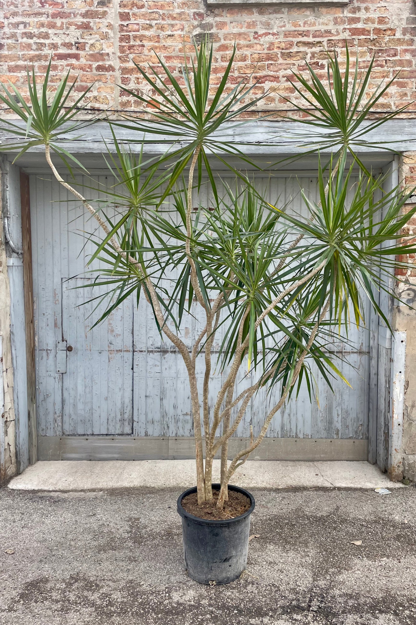 Photo of a specimen Dracaena marginata dragontree houseplant in a black pot in front of a brick and gray wall. ©Sprout Home
