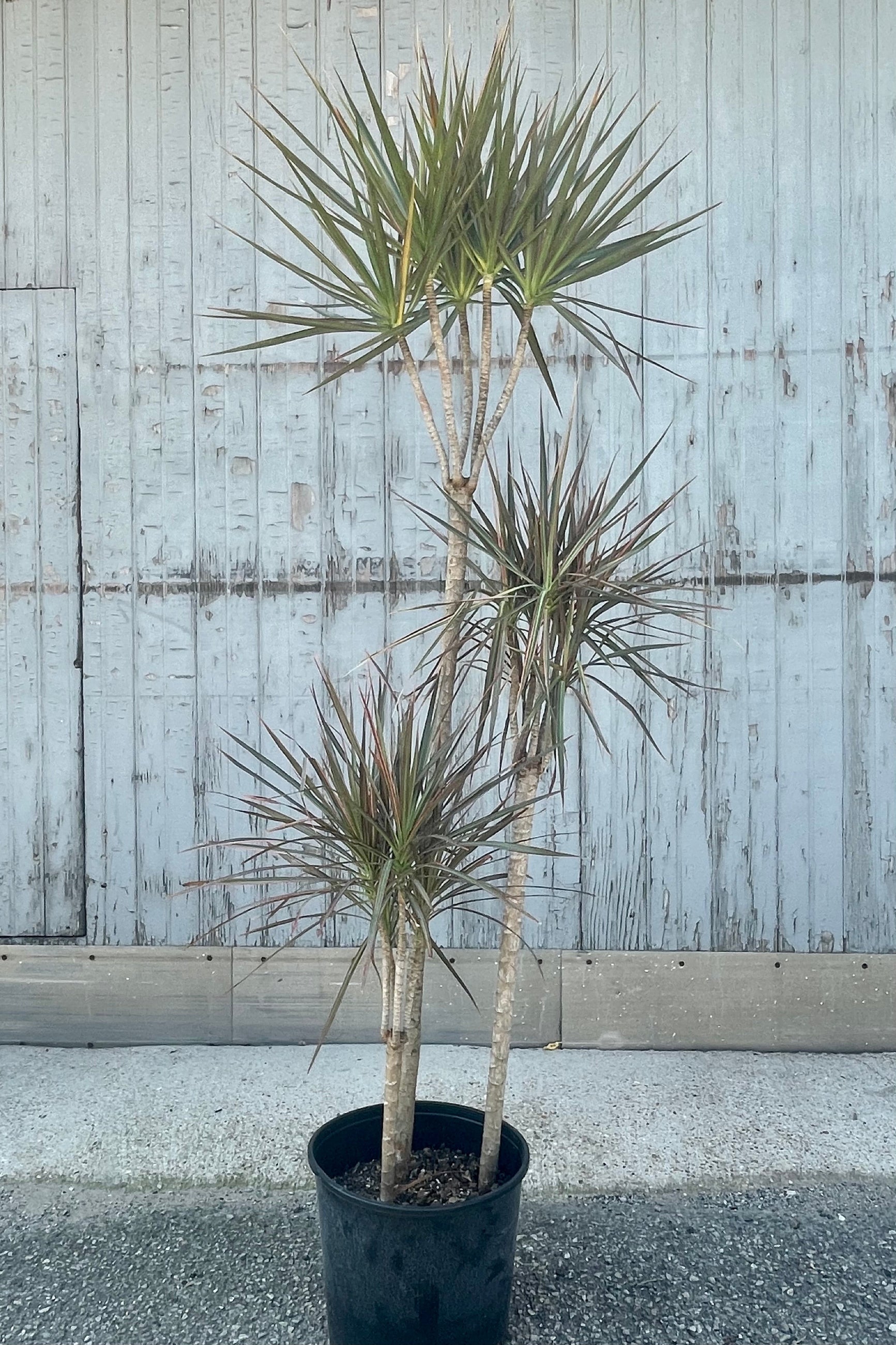 Photo of the tiers of colorful foliage of Dracaena marginata 'Bi-Color' in a black pot against a gray wall. ©Sprout Home