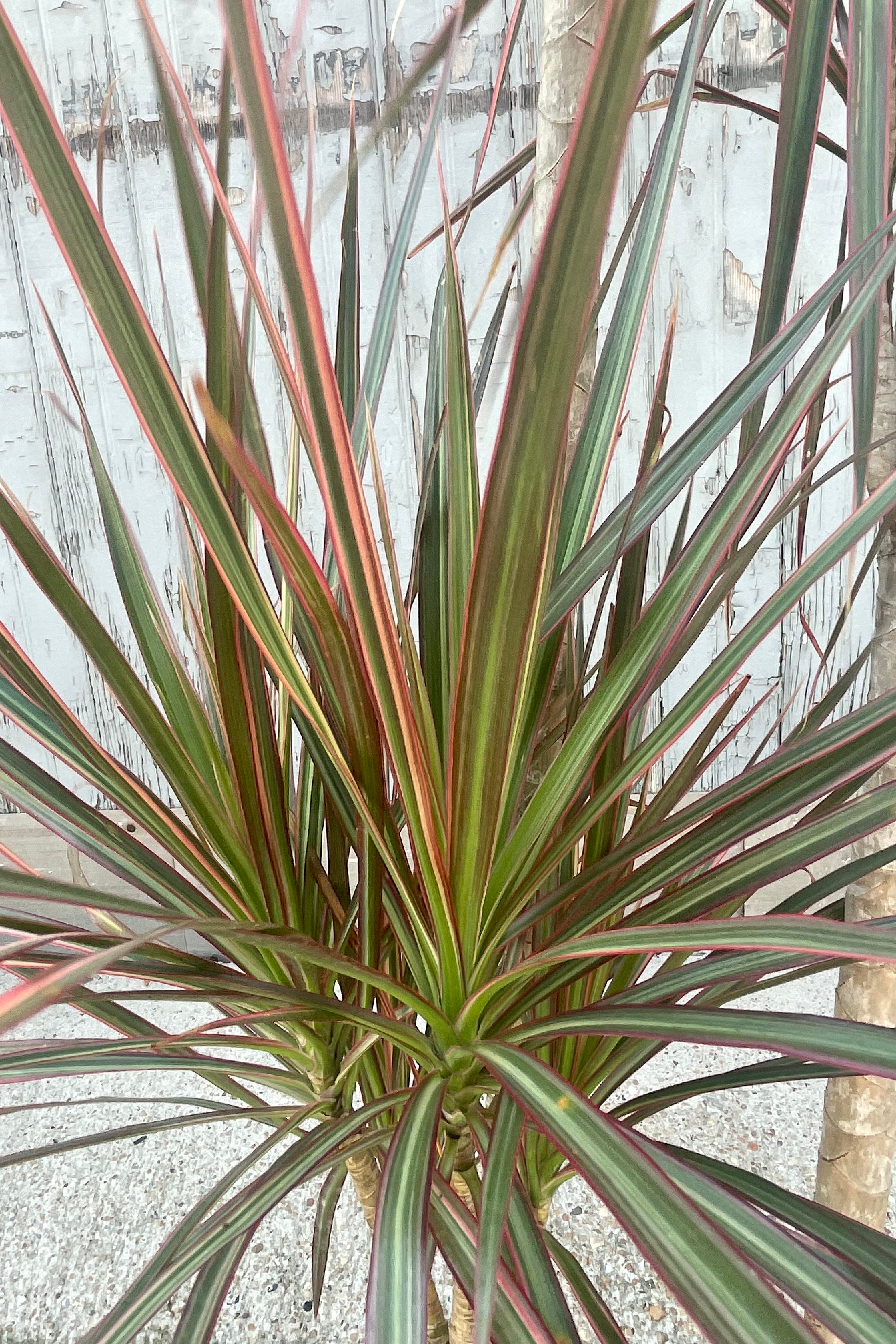 Close photo of bright narrow leaves of Dracaena marginata 'Bi-Color' dragon tree plant against a gray wall.