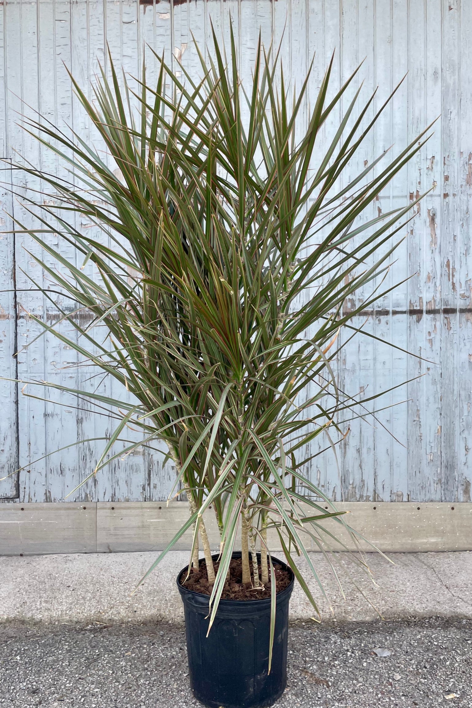 Photo of a bi-color Dracaena in a black pot in front of a gray wall. ©Sprout Home