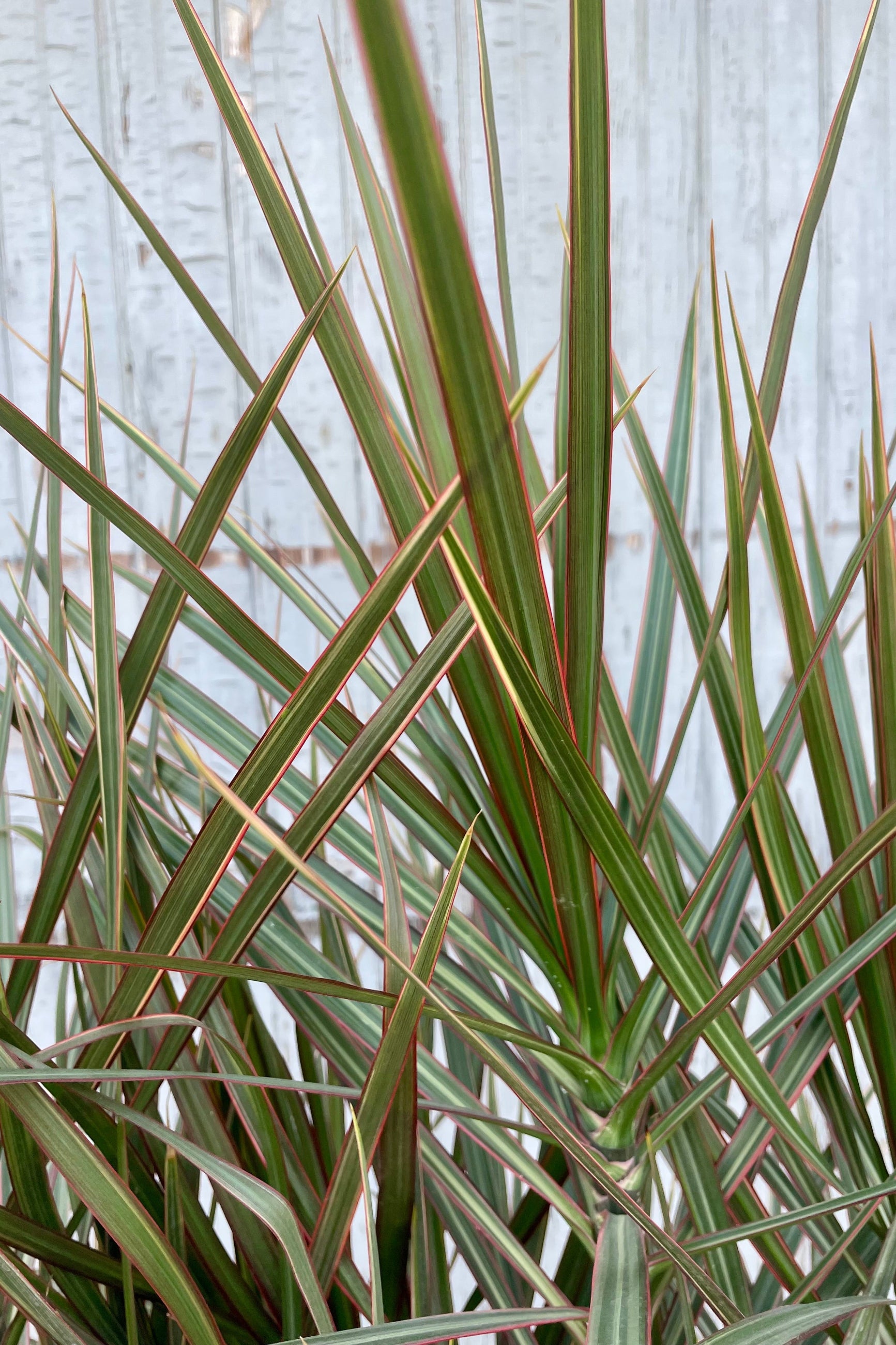 Photo of bi color Dracaena leaves which are narrow green and white with red margins. Leaves are in front of a gray wall. ©Sprout Home