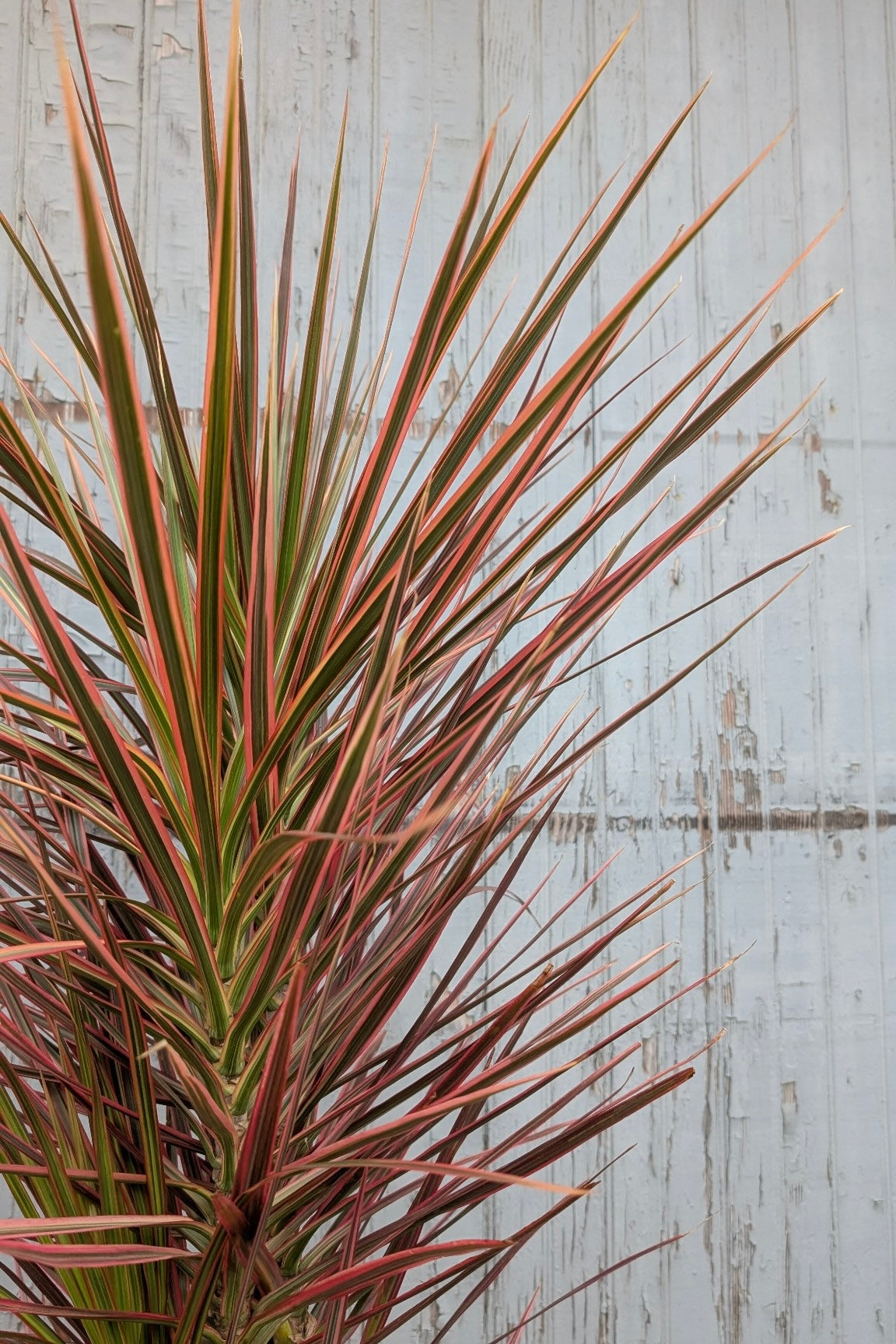 detail of Dracaena marginata 'Colorama' multi cane in a 10" growers pot at SPROUT HOME showing the strappy red colored leaves. ©Sprout Home