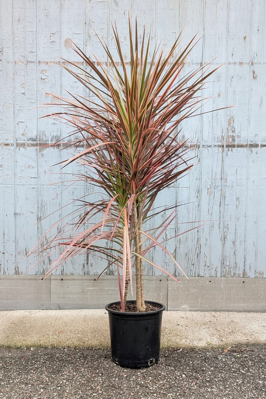 Dracaena marginata 'Colorama' multi cane in a 10" growers pot at SPROUT HOME ©Sprout Home