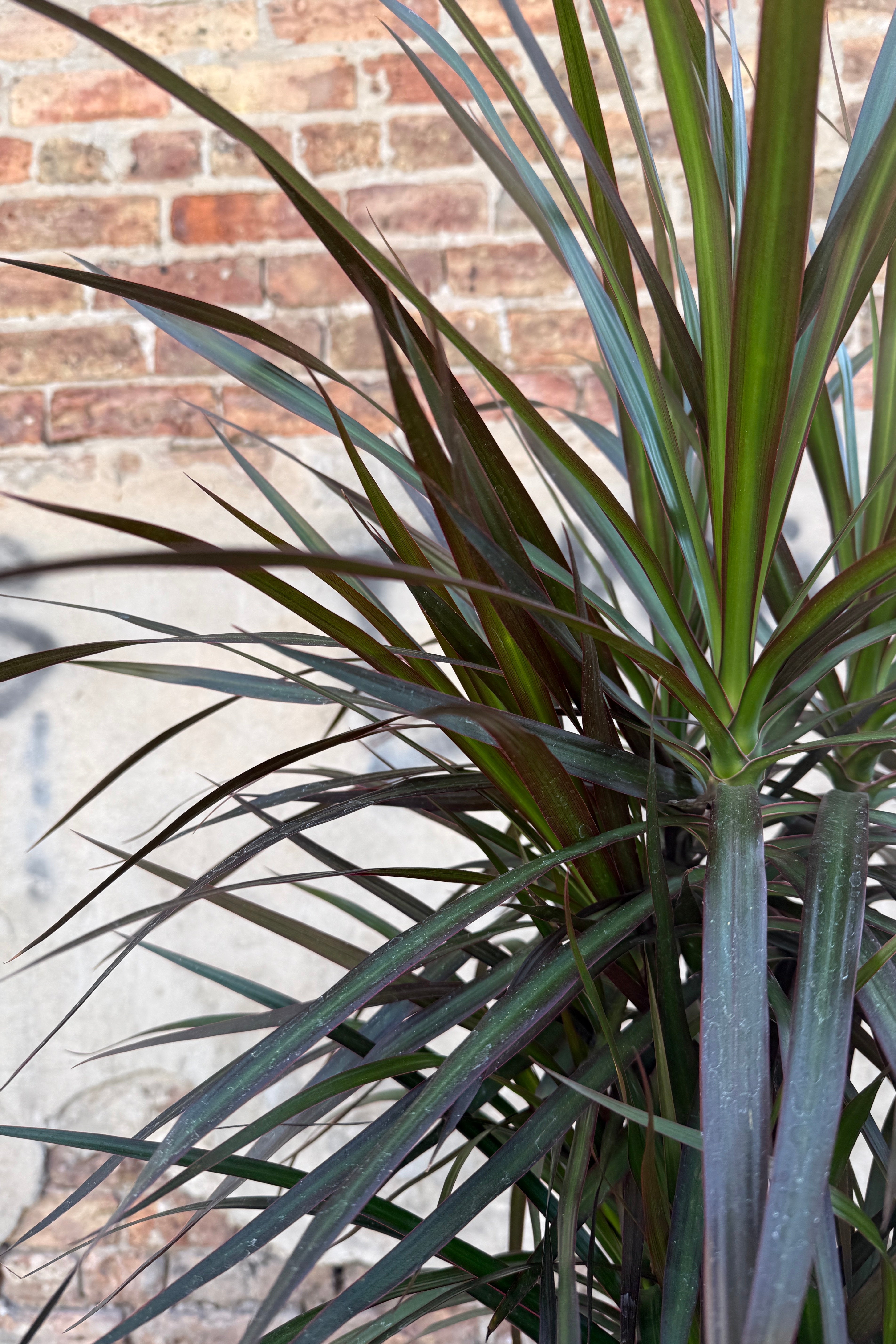 Dracaena marginata 'Magenta' 10" character