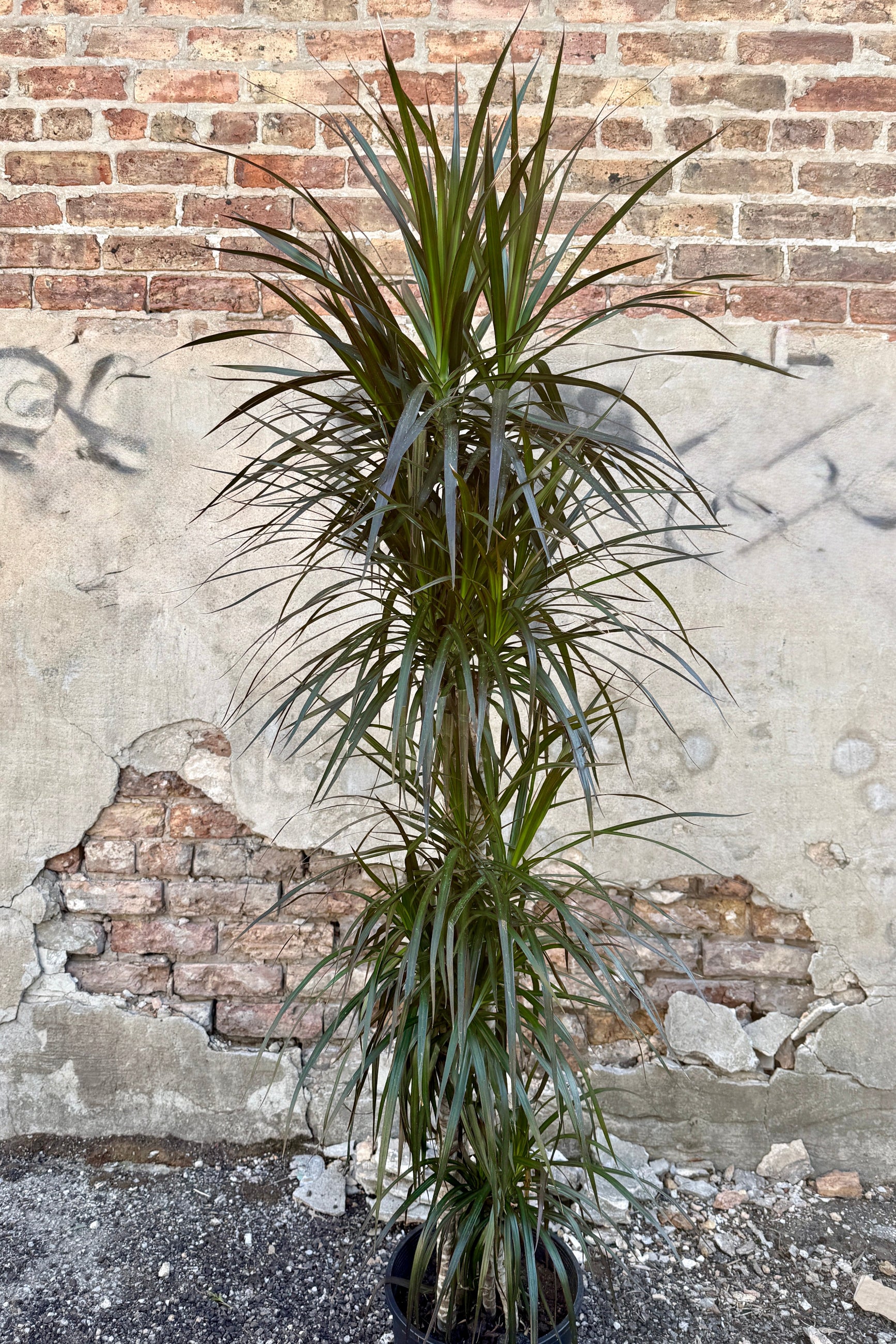 Dracaena marginata 'Magenta' 10" character Potted plant against a textured brick wall ©Sprout Home