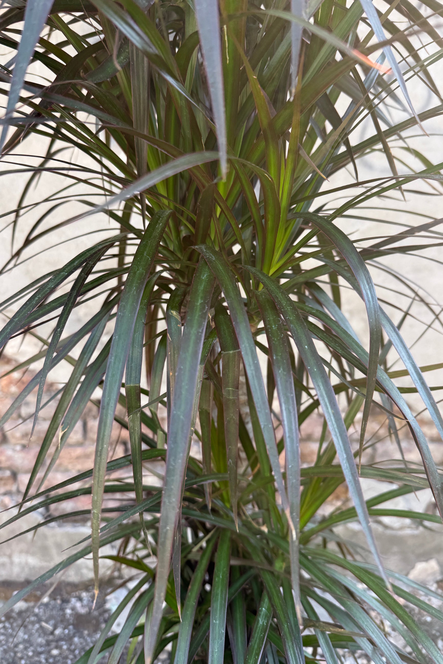 Dracaena marginata 'Magenta' character plant with long green leaves on a blurred background ©Sprout Home