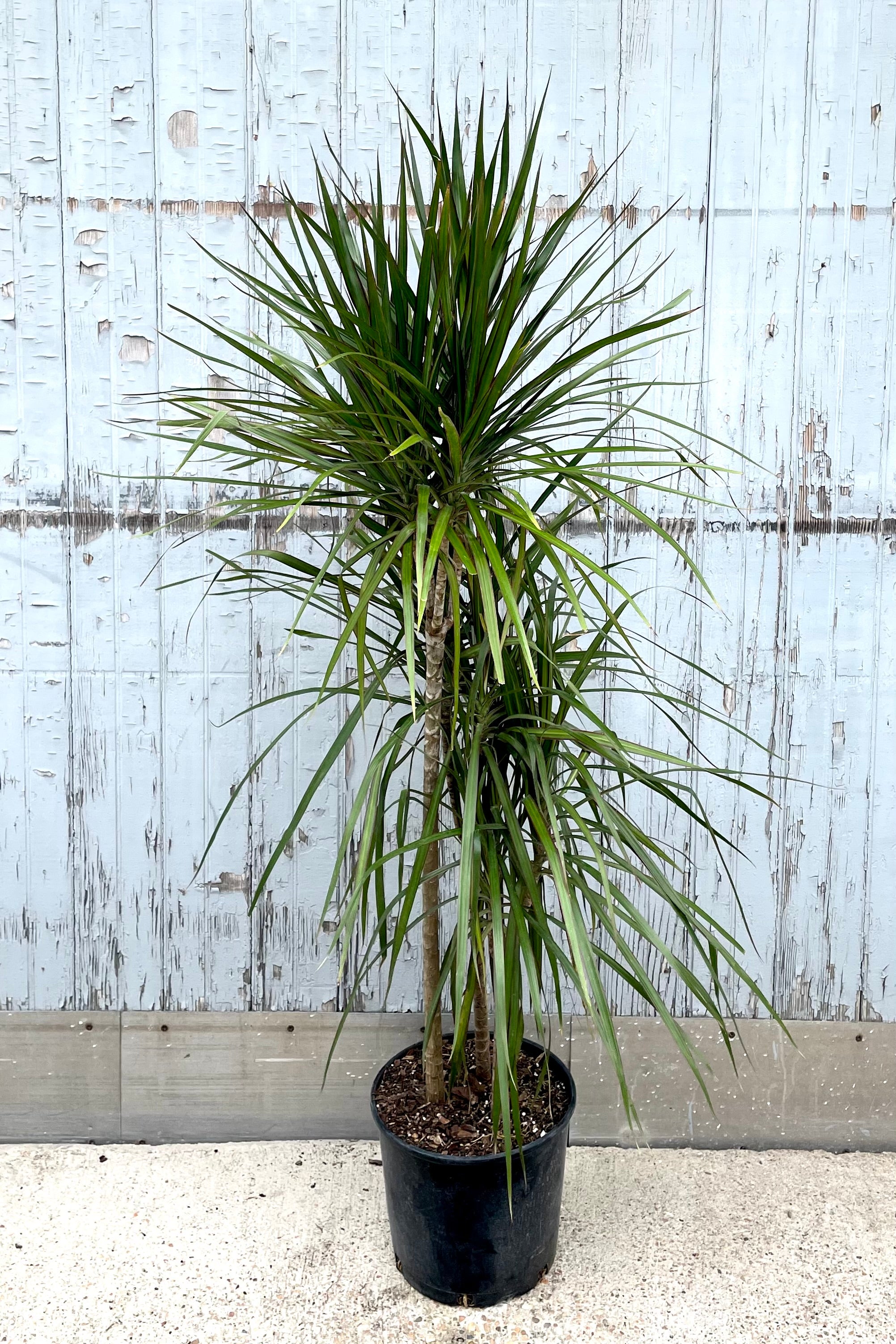 A full view of Dracaena marginata 'Magenta' multi cane 10" against wooden backdrop