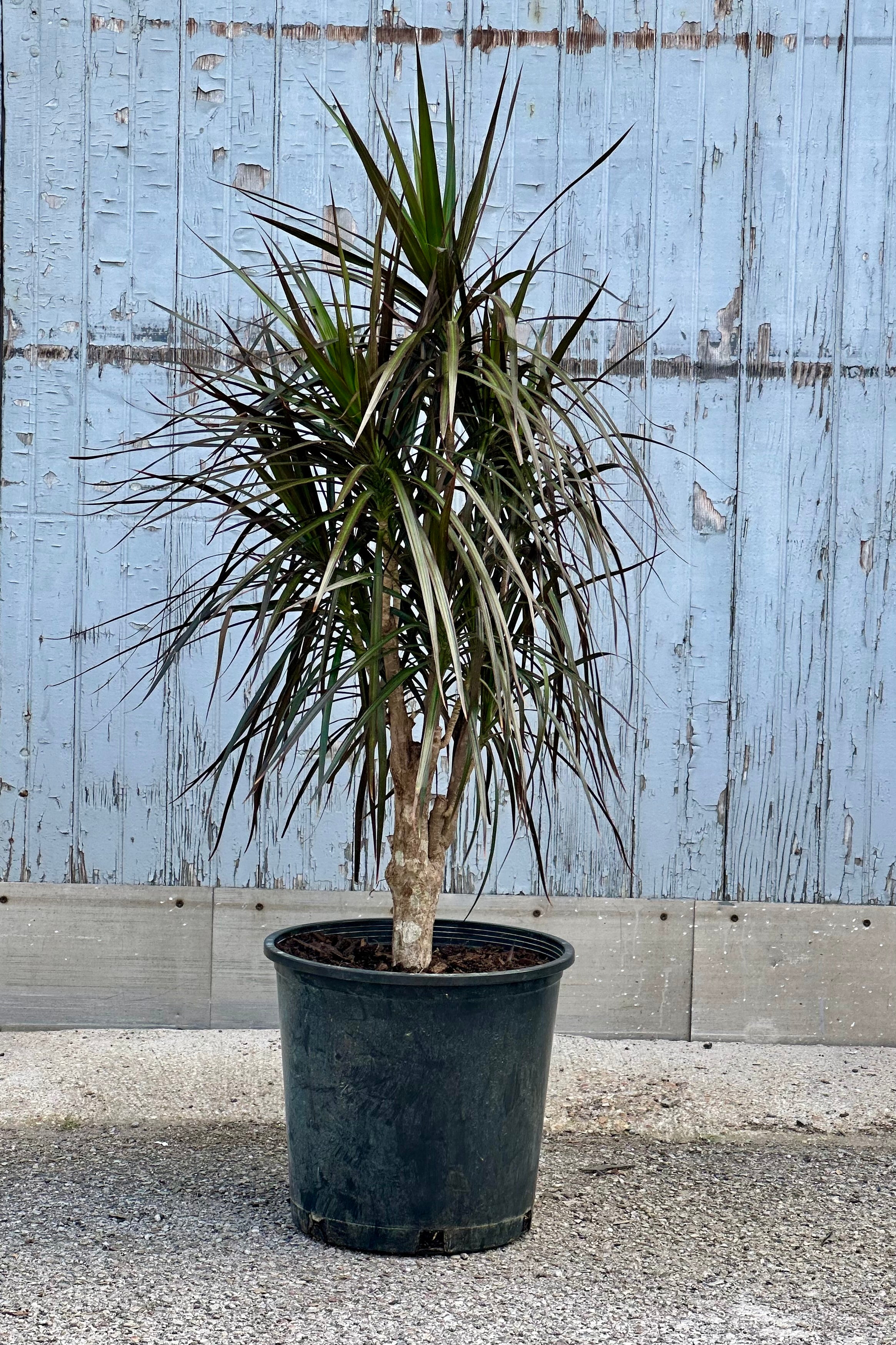 Dracaena marginata 'Magenta' in a character stump form 14" growers pot with its darker stripy leaves.