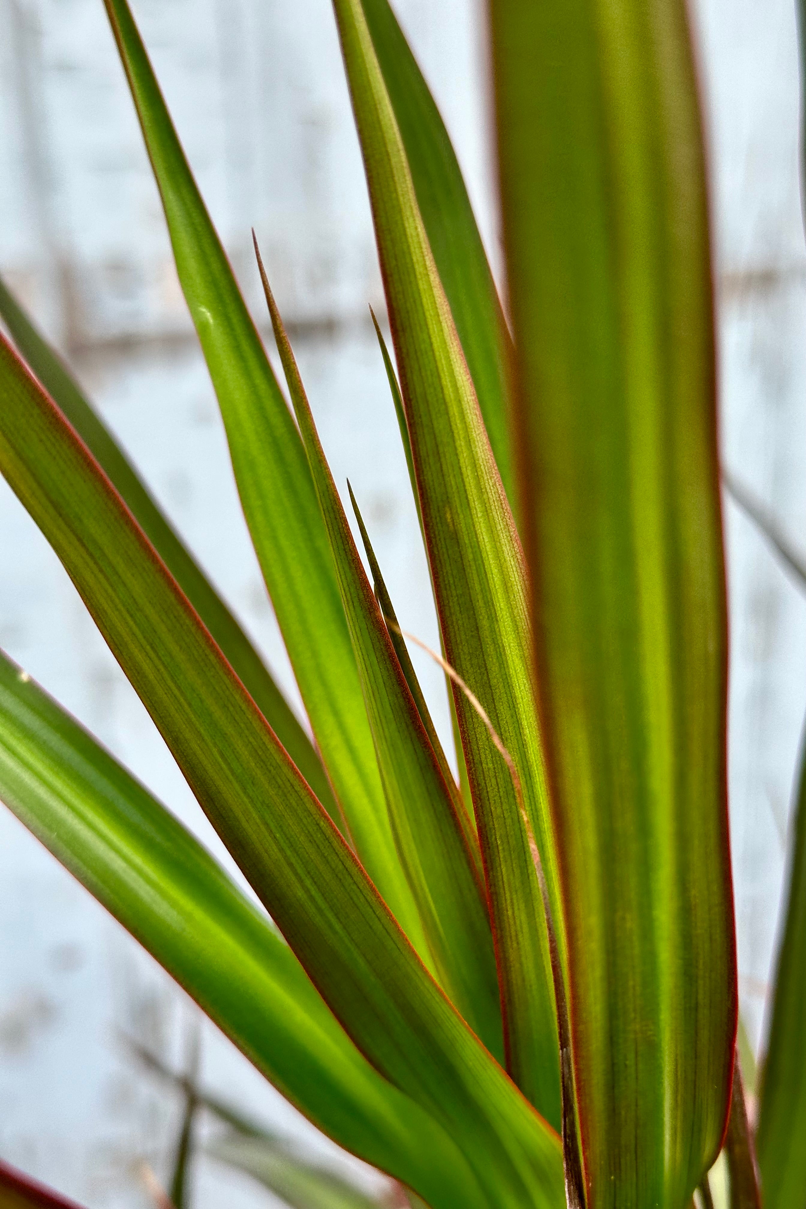 detail image of the scrappy green leaves with red margins of the Dracaena marginata 'Magenta'