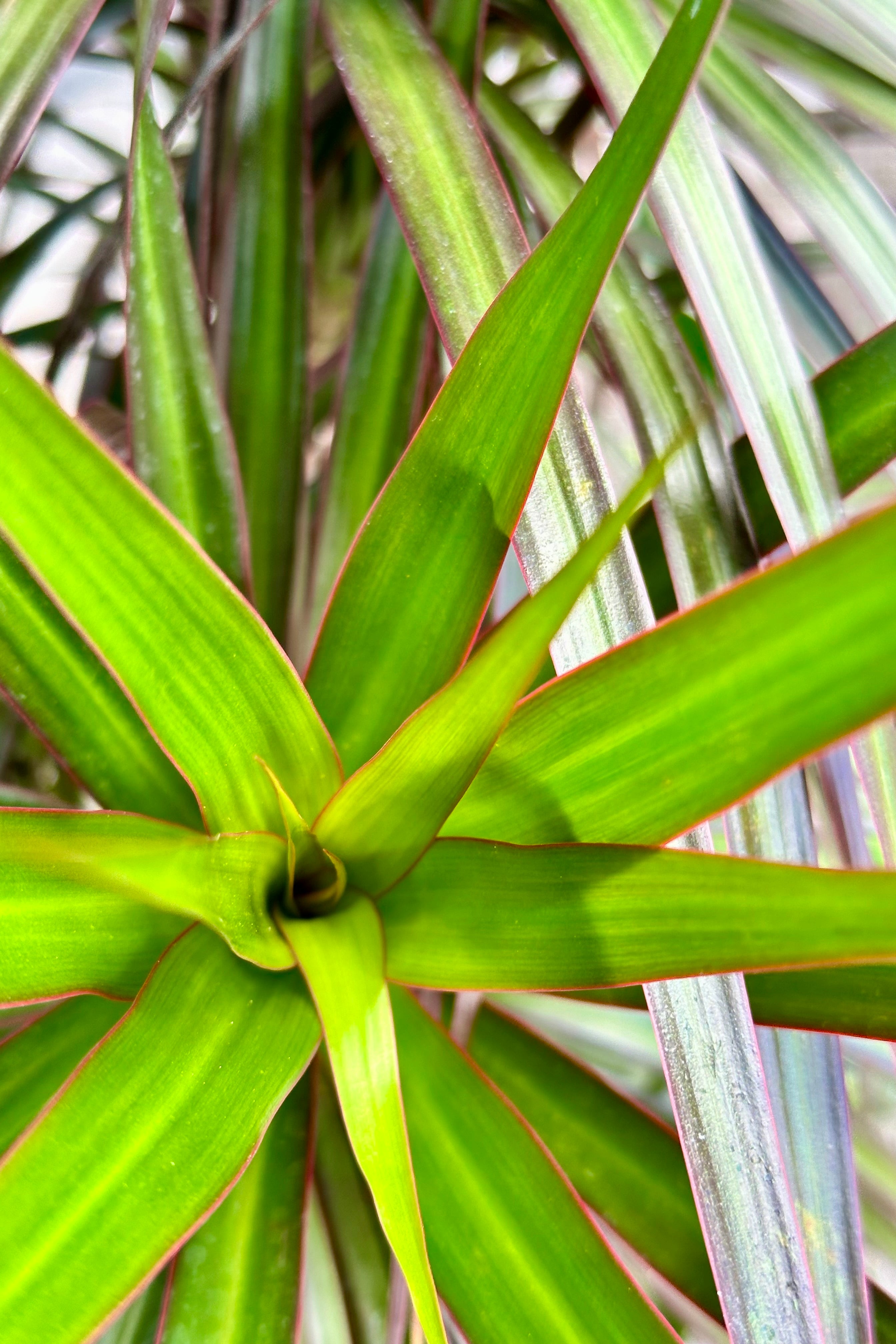 detail image looking in to the top clump of leaves of a Dracaeana marginata 'Magenta' plant at Sprout Home.