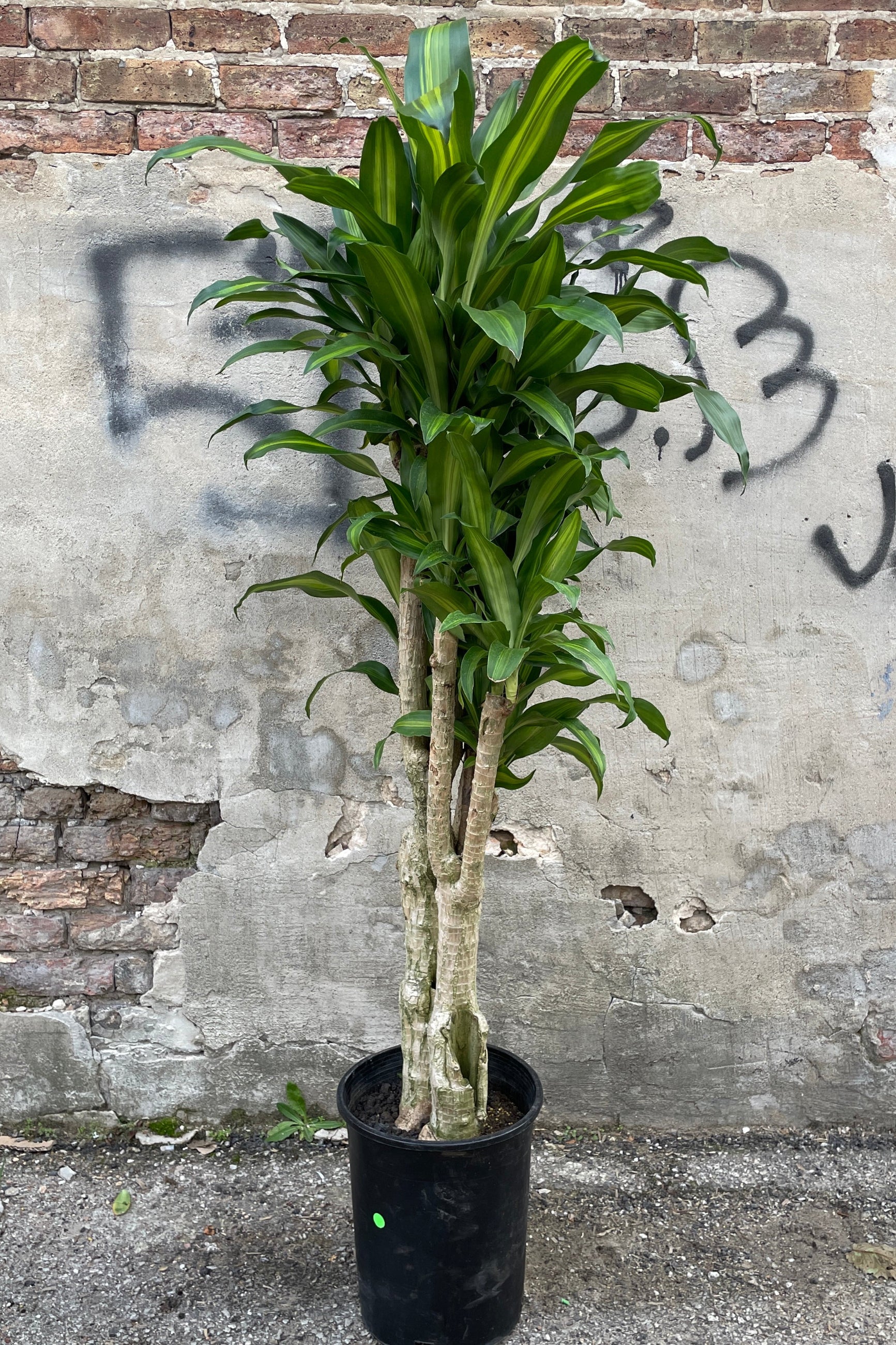 Dracaena fragrans 'Massangeana' plant in a #5 growers pot in a stump / character form. ©Sprout Home
