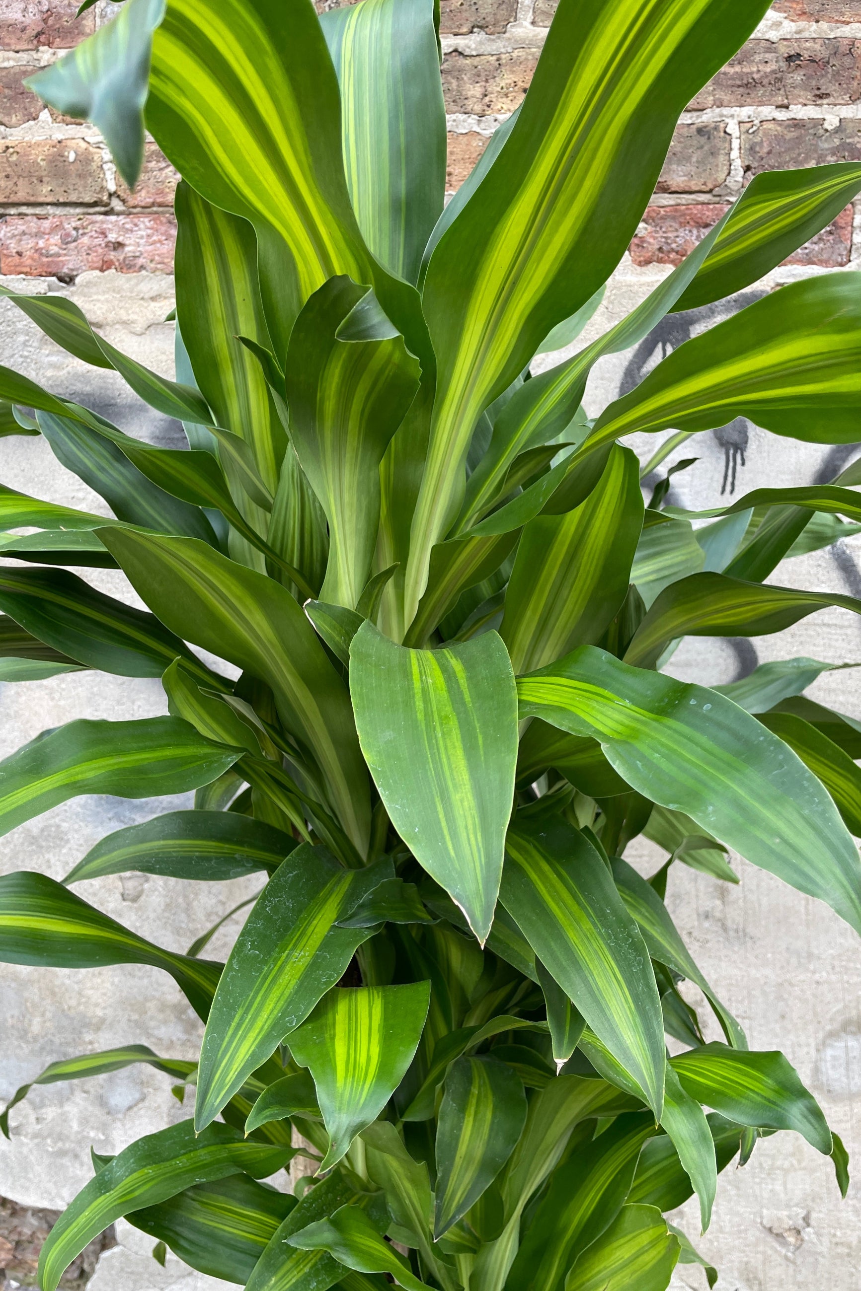 dracaena fragrans young Dracaena fragrans 'Massangeana' stump/character #5