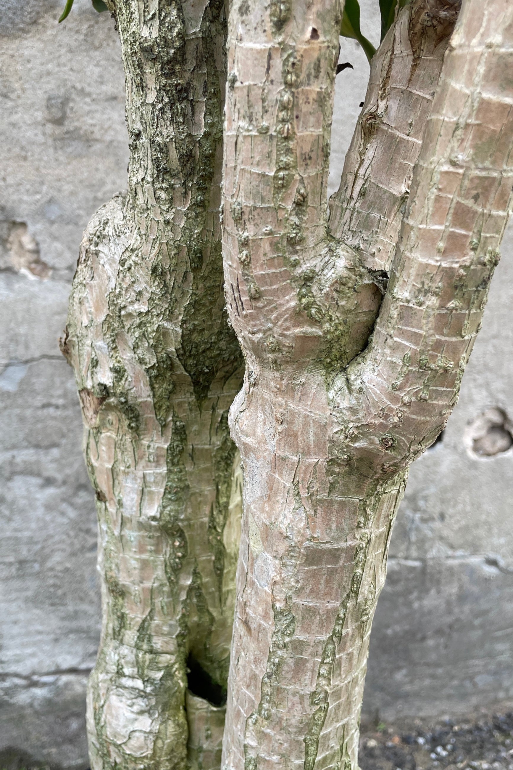 The stump of the Dracaean 'Massangeana' when formed as a character specimen. ©Sprout Home