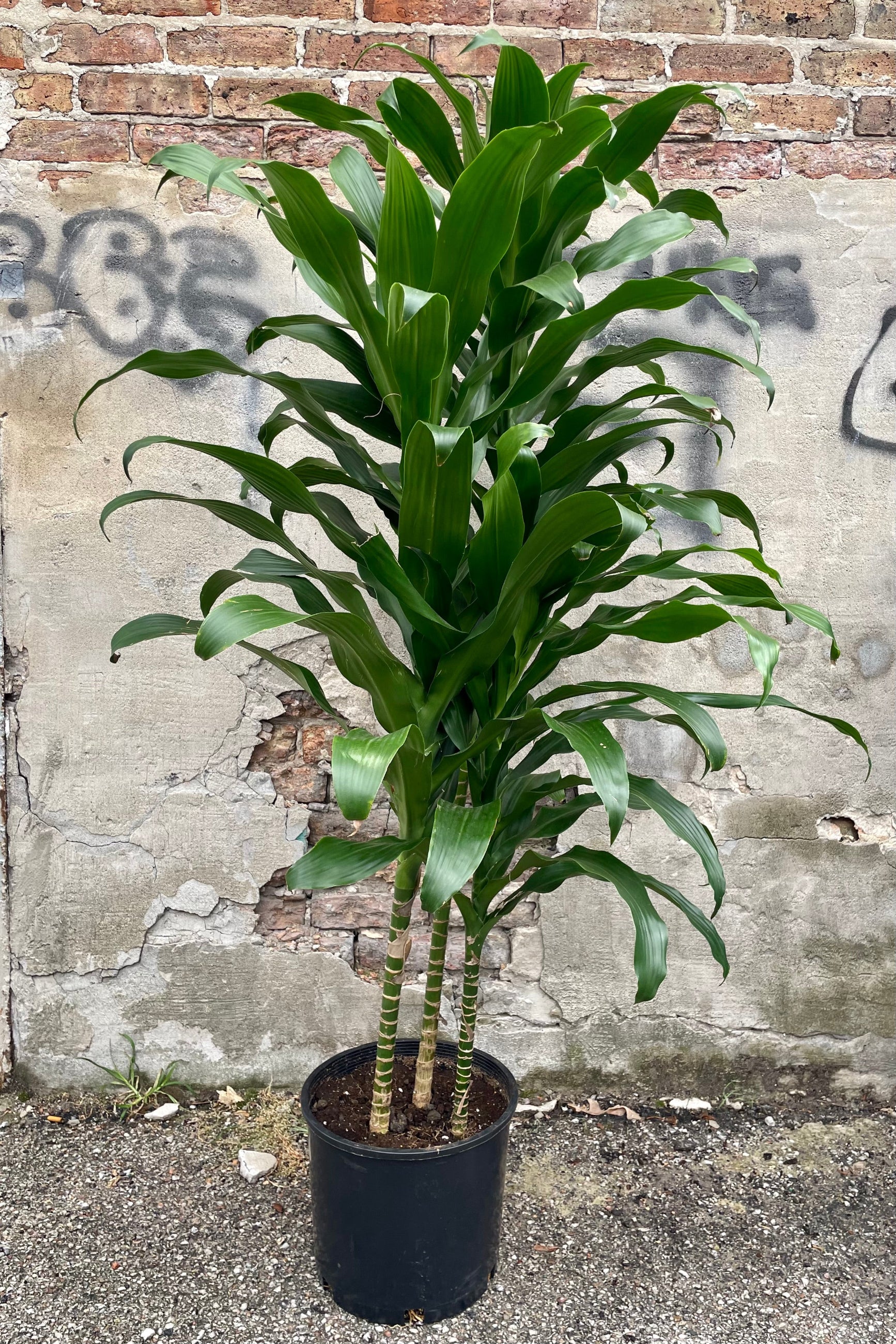 Dracaeana 'Michiko' in a 12" growers pot with its strappy green leaves in front of a concrete wall. ©Sprout Home