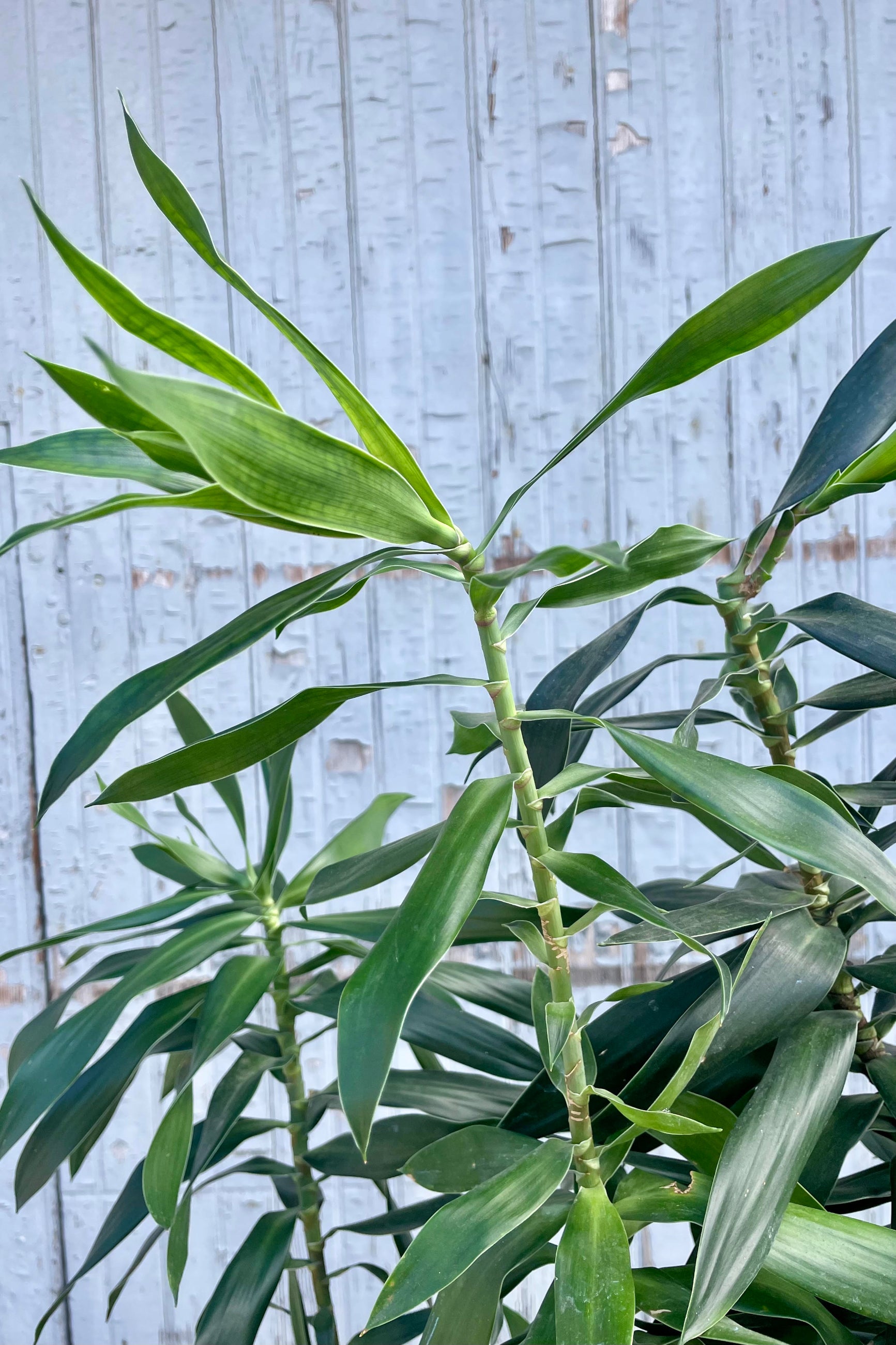 Close up of Dracaena Reflexa foliage. Leaves are narrow, pointed and dark green shown against a gray wall. ©Sprout Home