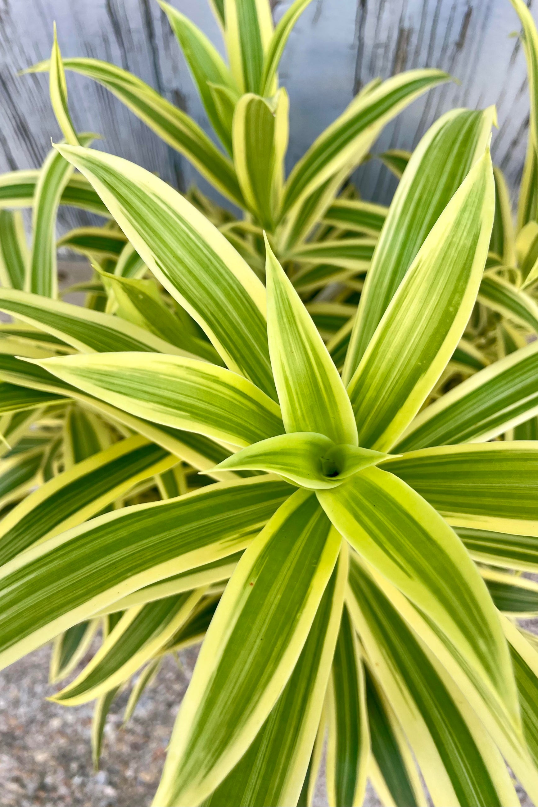 A close photo of narrow, pointed leaves with green and yellow stripes shown against a gray background. ©Sprout Home