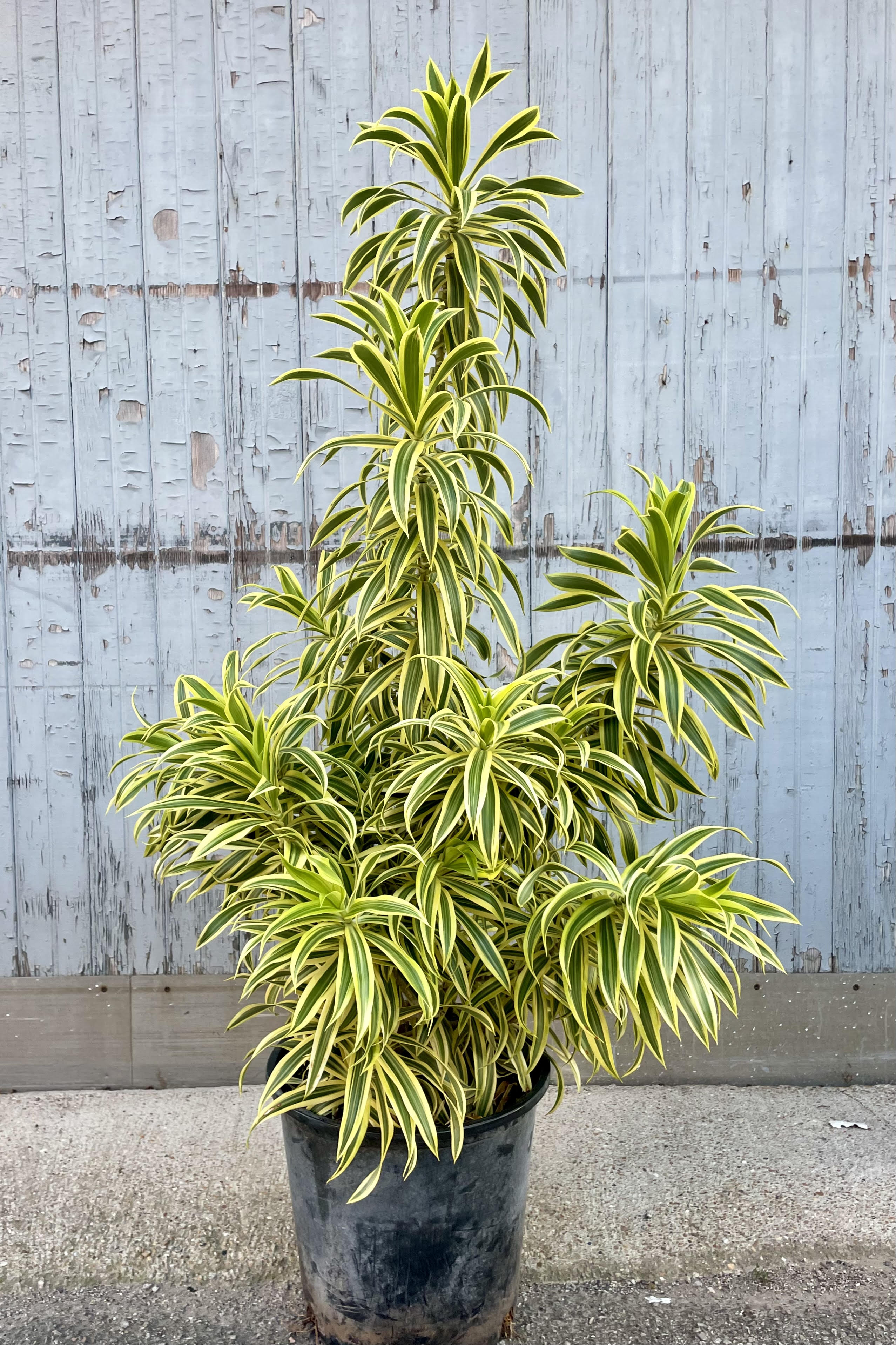 Photo of a plant with green and yellow striped leaves in a black pot against a gray wall.