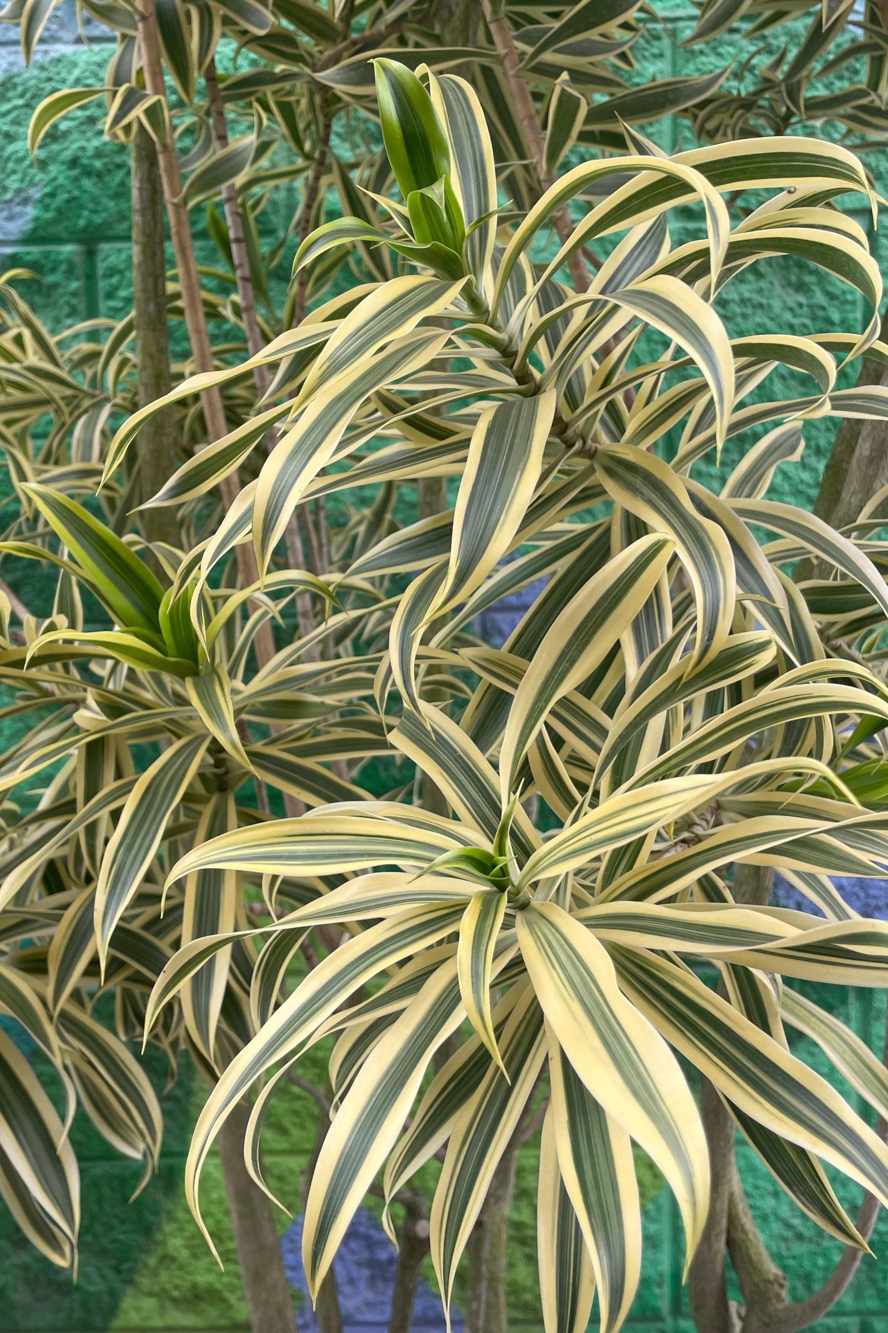 Close photo of variegated yellow and green leaves Dracaena Song of India ©Sprout Home
