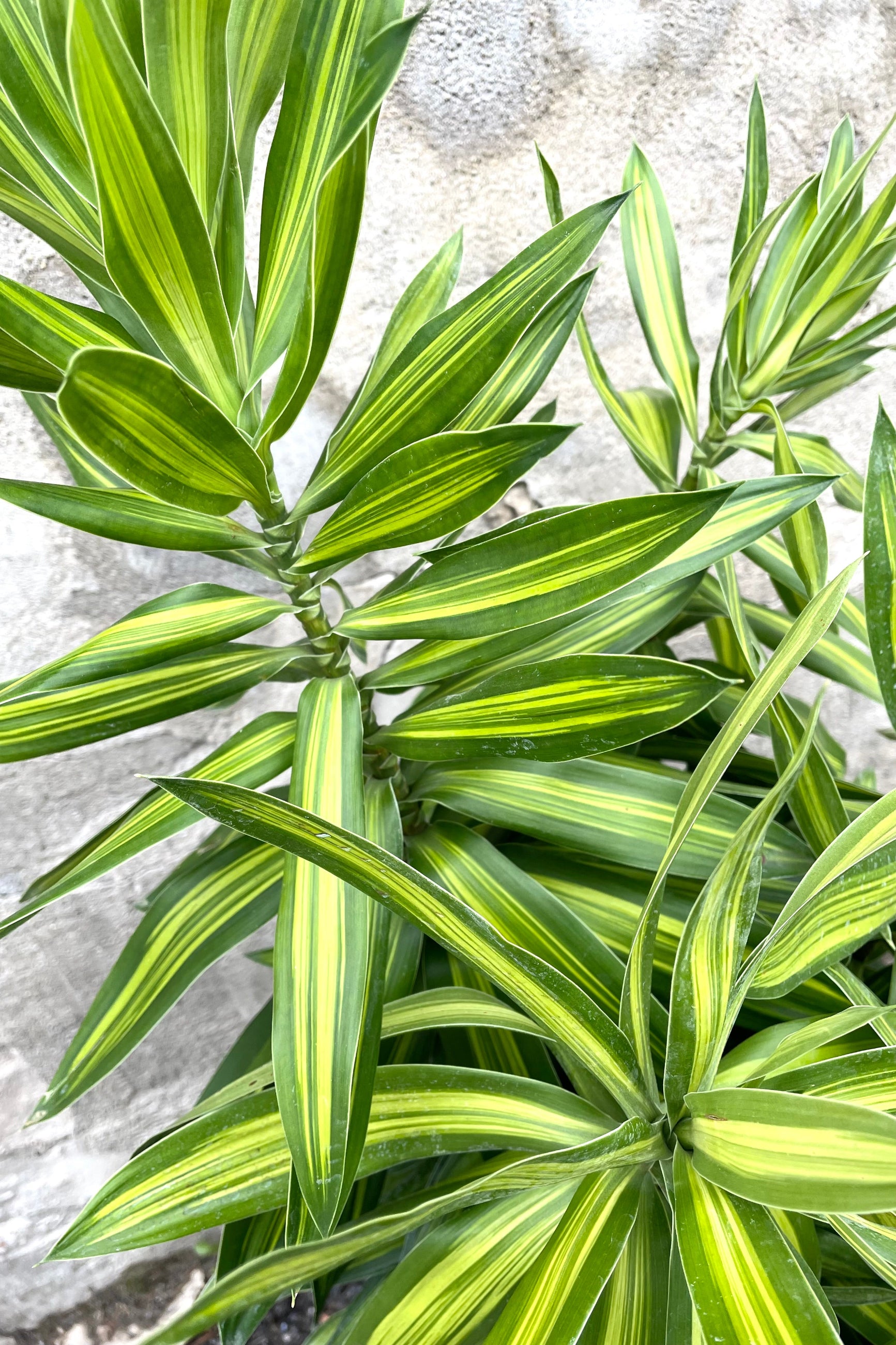 A detailed view of Dracaena reflexa "Song of Jamaica" 8" against concrete backdrop ©Sprout Home