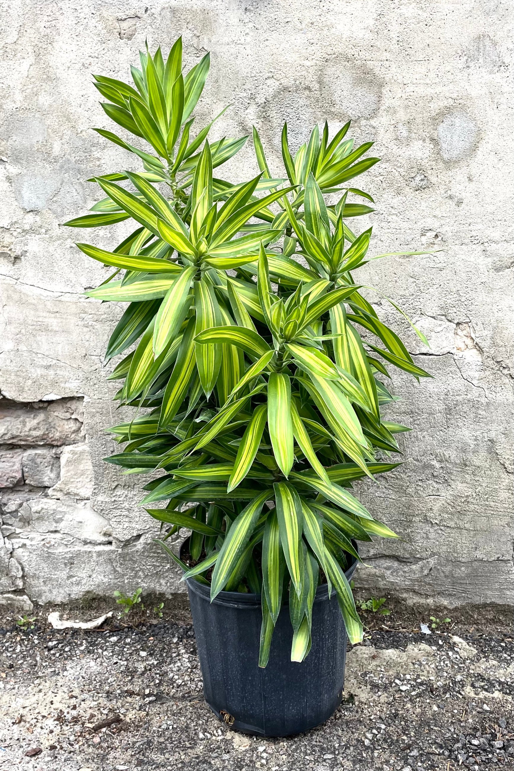 A full view of Dracaena reflexa "Song of Jamaica" 8" in gallon pot against concrete backdrop ©Sprout Home