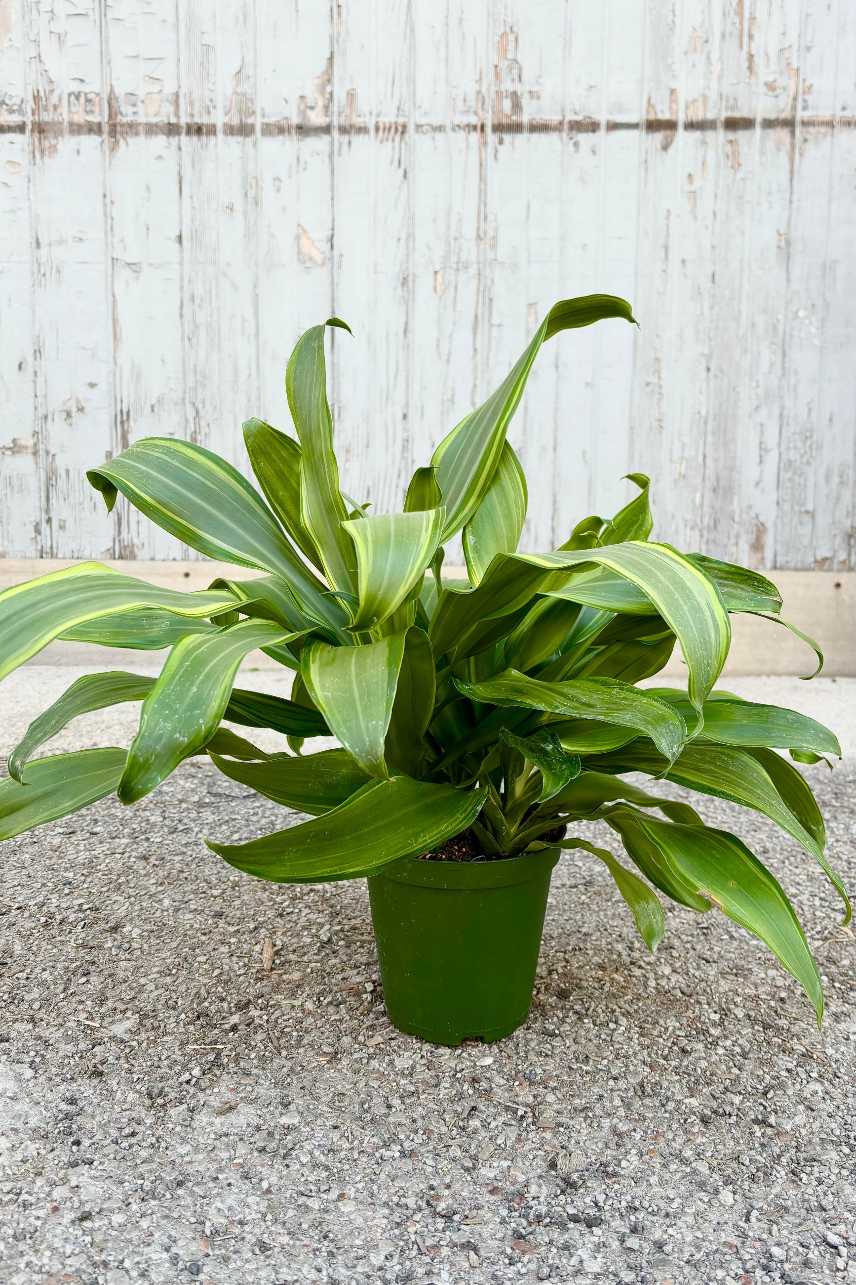 Dracaena fragrans 'Santa Rosa' plant featuring tufts of medium green strappy leaves with yellow striping throughout against grey background at Sprout Home. ©Sprout Home