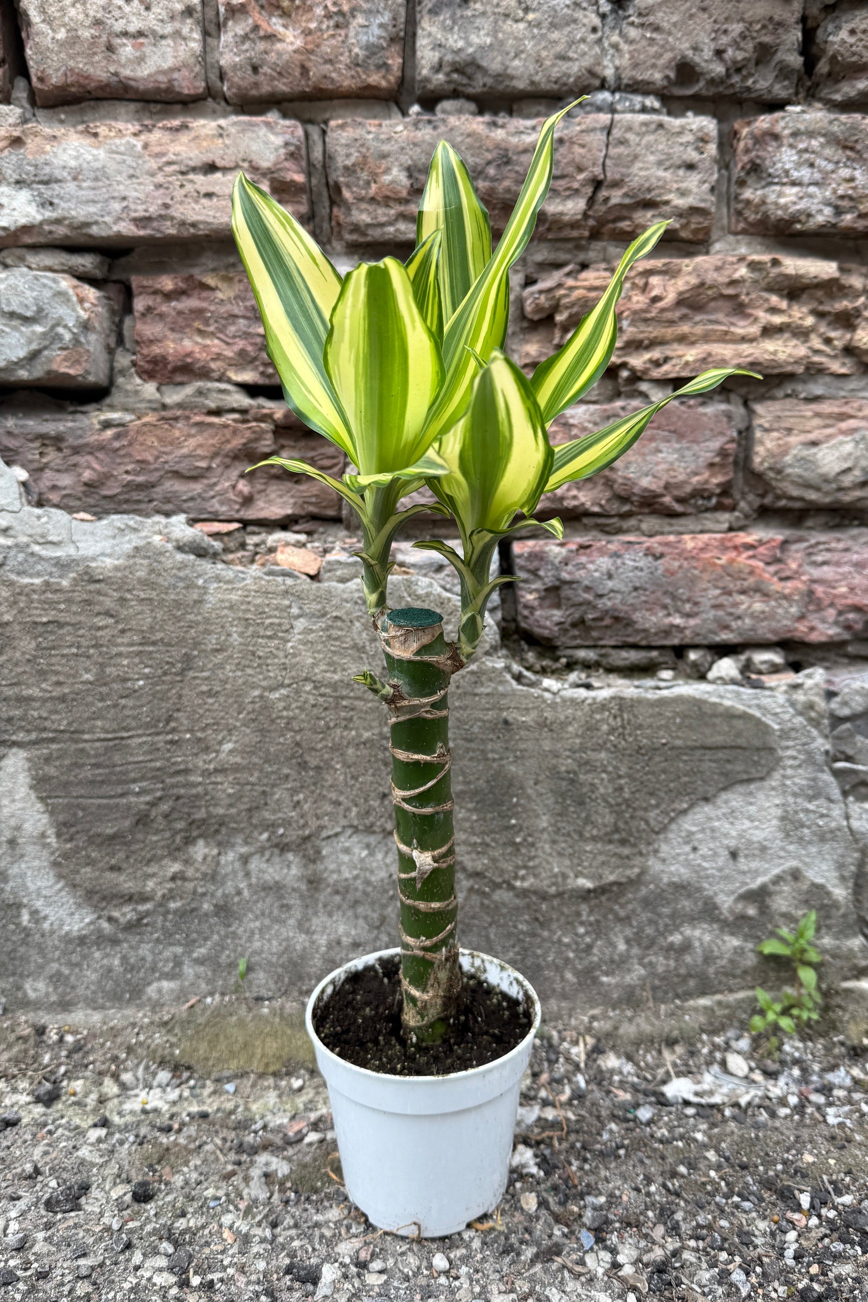Dracaena steudneri 'Sol' 4" cane with striped leaves against a brick wall. ©Sprout Home