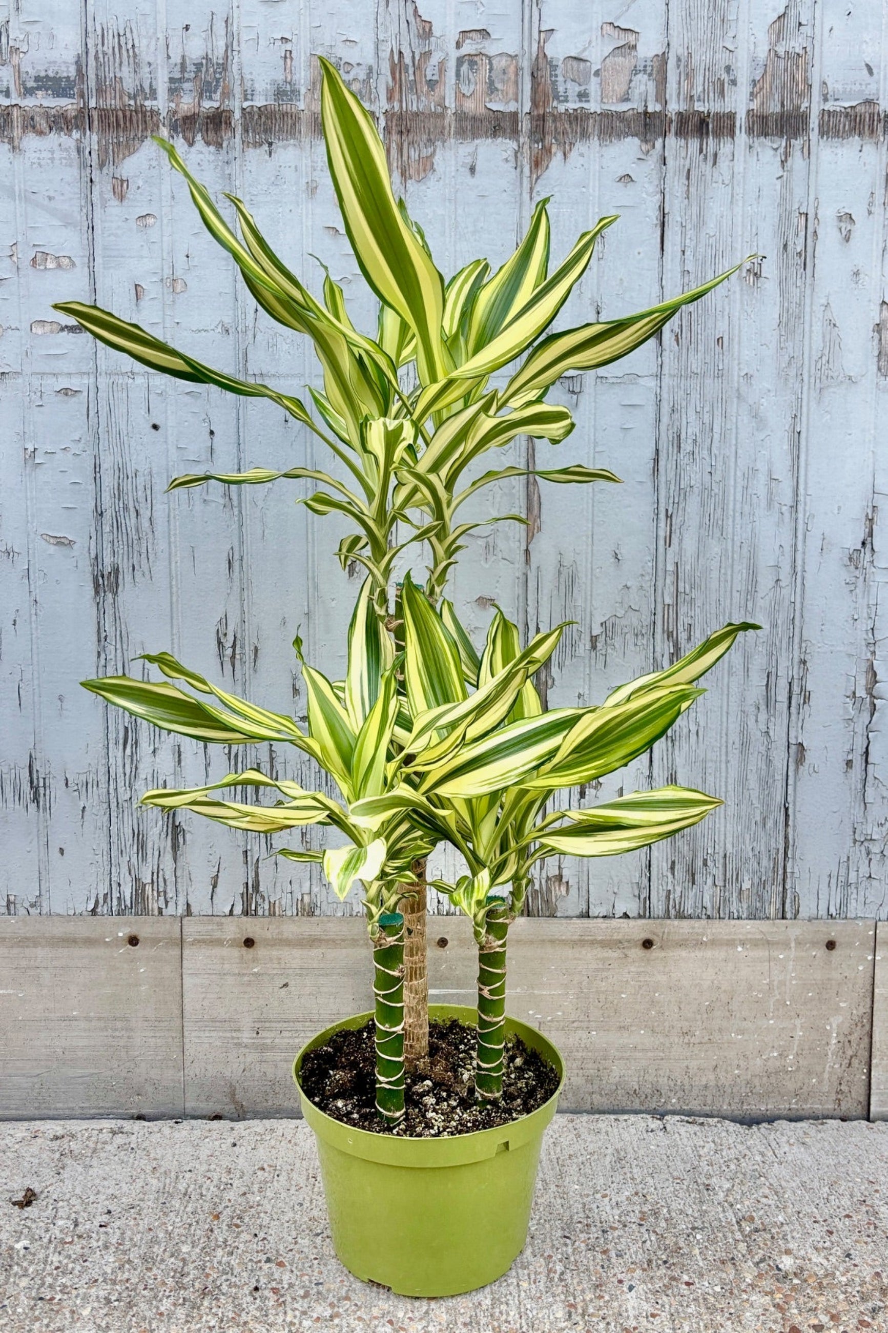 Dracaena Sol staggered cane with yellow and green leaves on three stalks against a grey wall ©Sprout Home