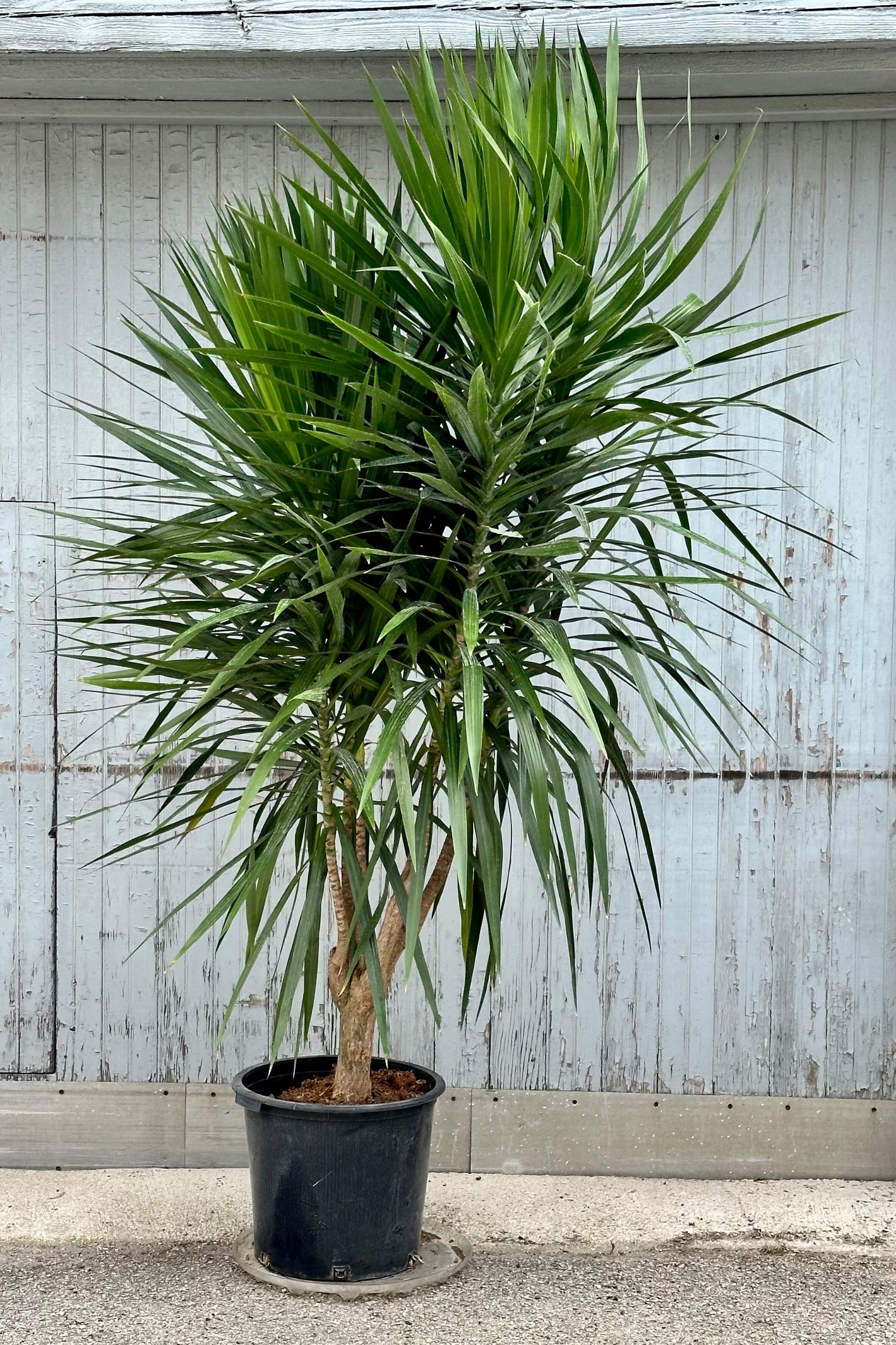 Dracaena 'Tarzan' in a 17" growers pot standing tall and huge ©Sprout Home