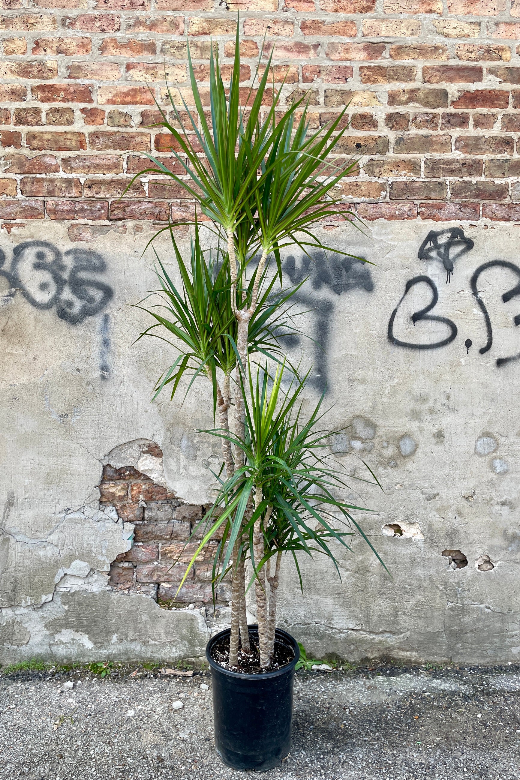 Dracaena marginata multi cane in a #5 growers pot against a concrete and brick wall. ©Sprout Home