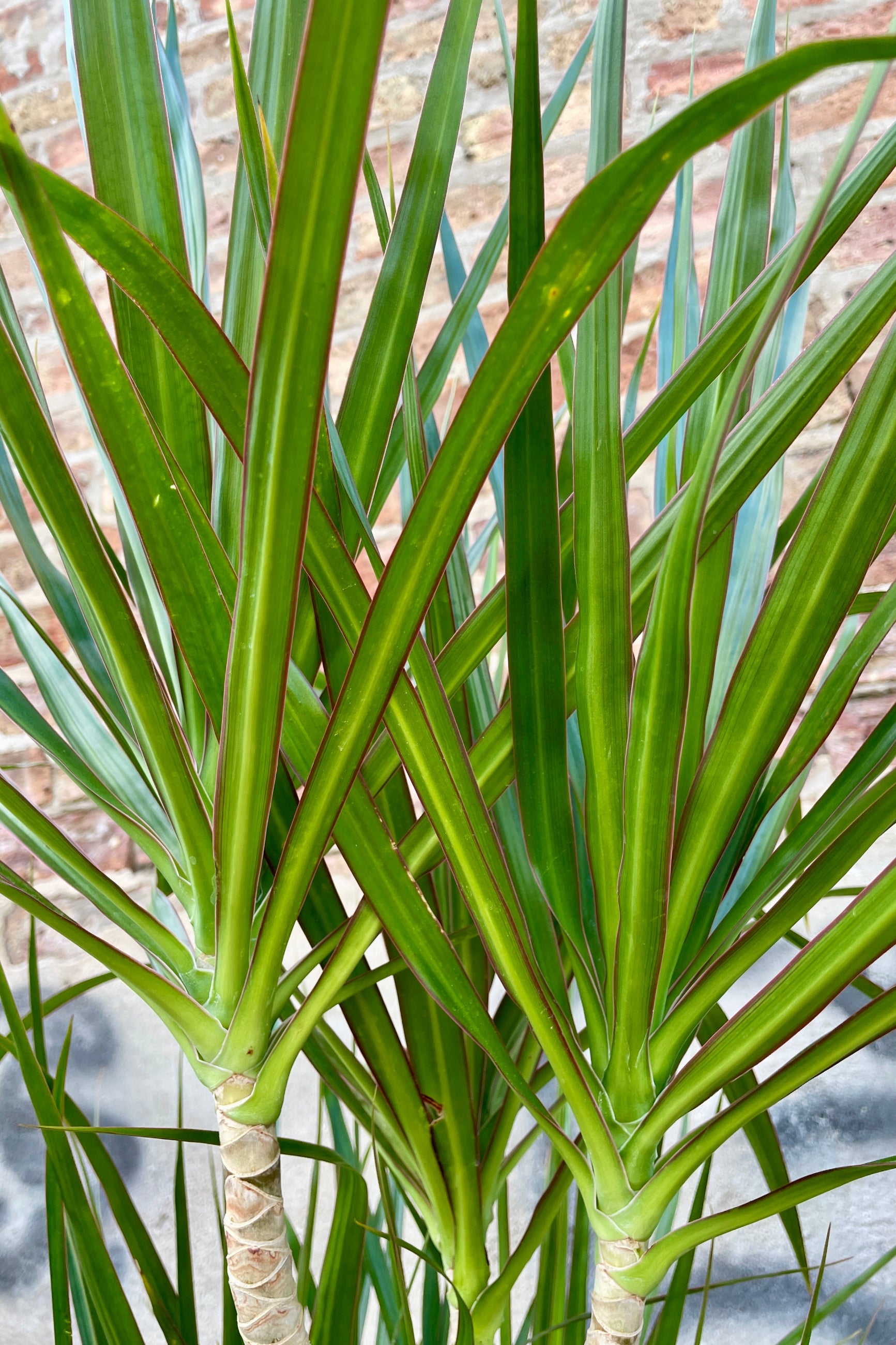 Close of the the strappy leaves of the Dracaena marginata ©Sprout Home