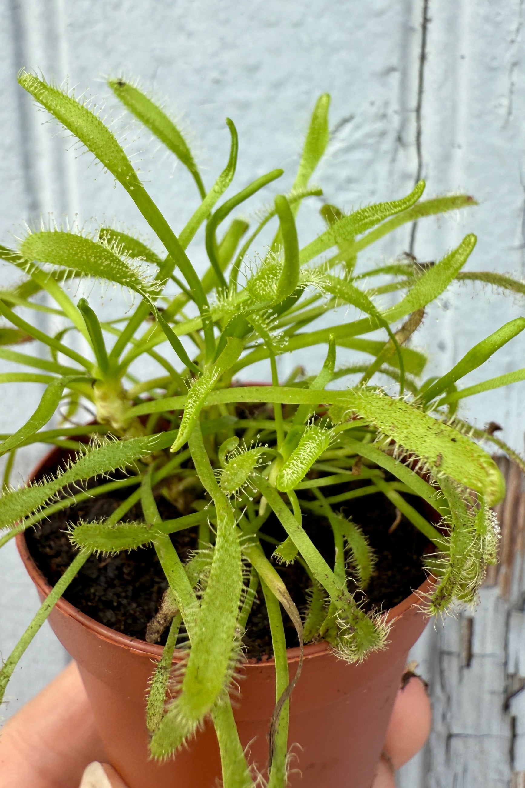 Drosera up close showing its sticky arms ©Sprout Home