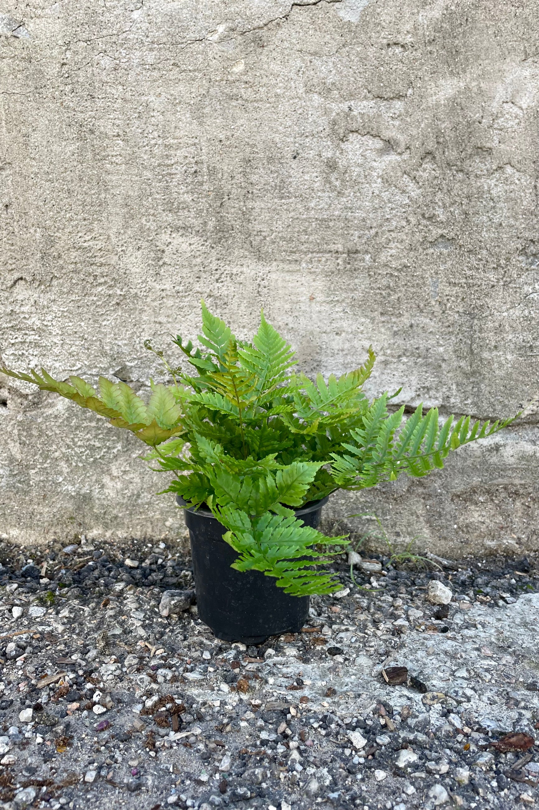 Photo of Dryopteris "Autumn Fern" houseplant in a black pot against a cement wall. ©Sprout Home