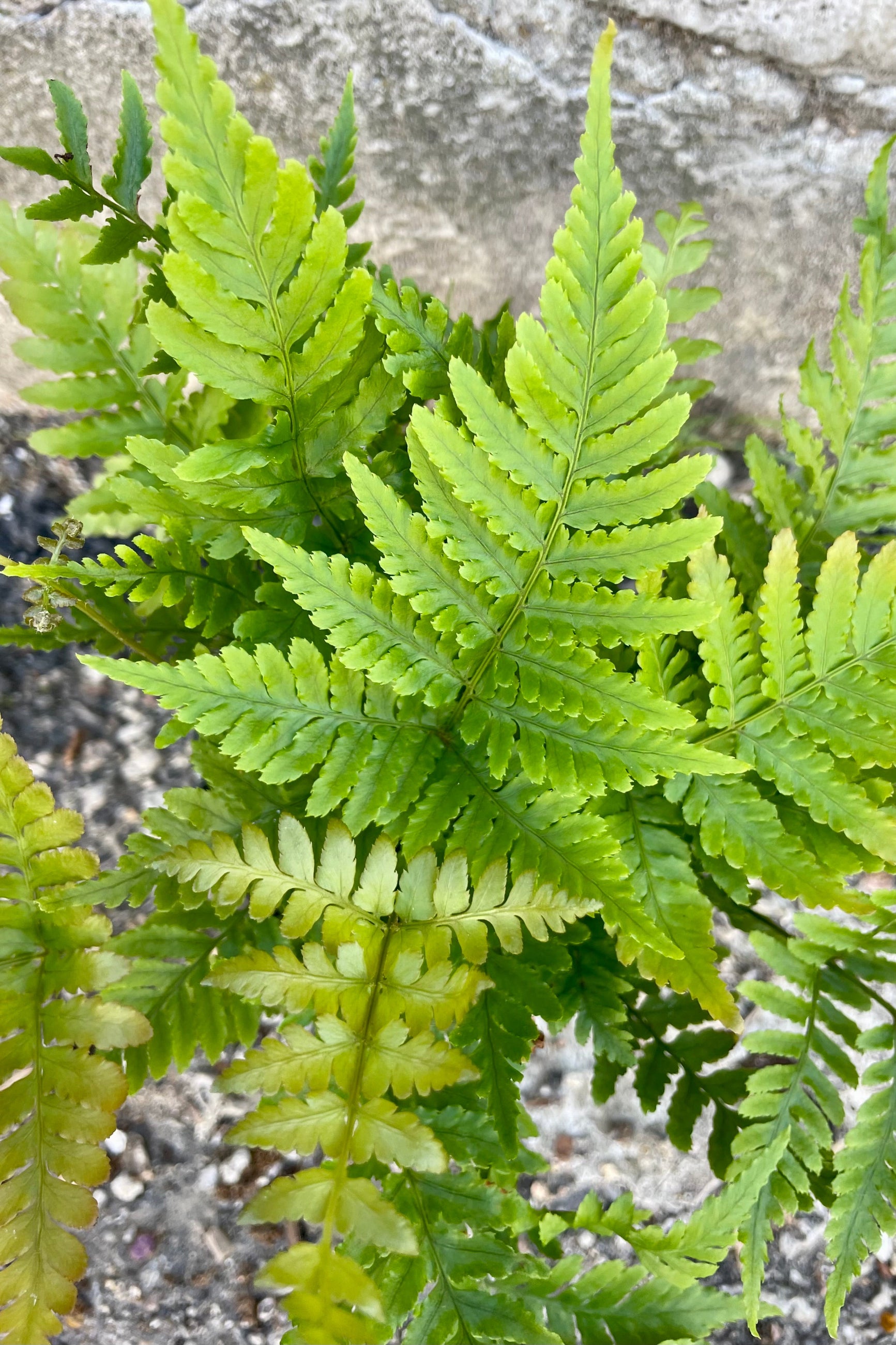 Overhead photo of green and bronze leaves of the Autumn Fern houseplant, Dryopteris. ©Sprout Home
